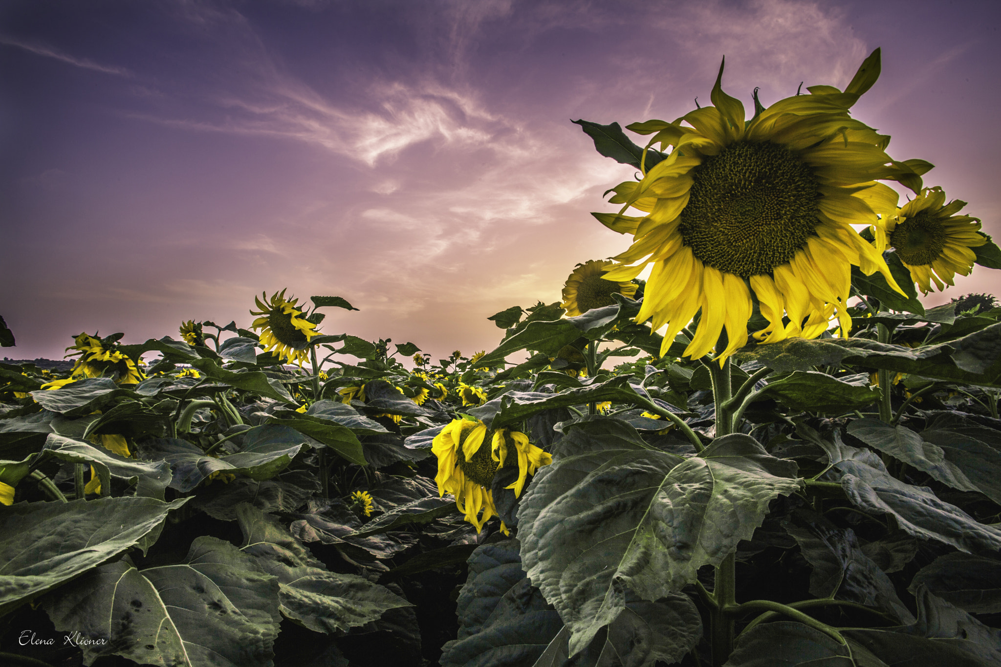 Canon EOS 5D Mark II + Canon EF 16-35mm F2.8L USM sample photo. Sunflowers photography