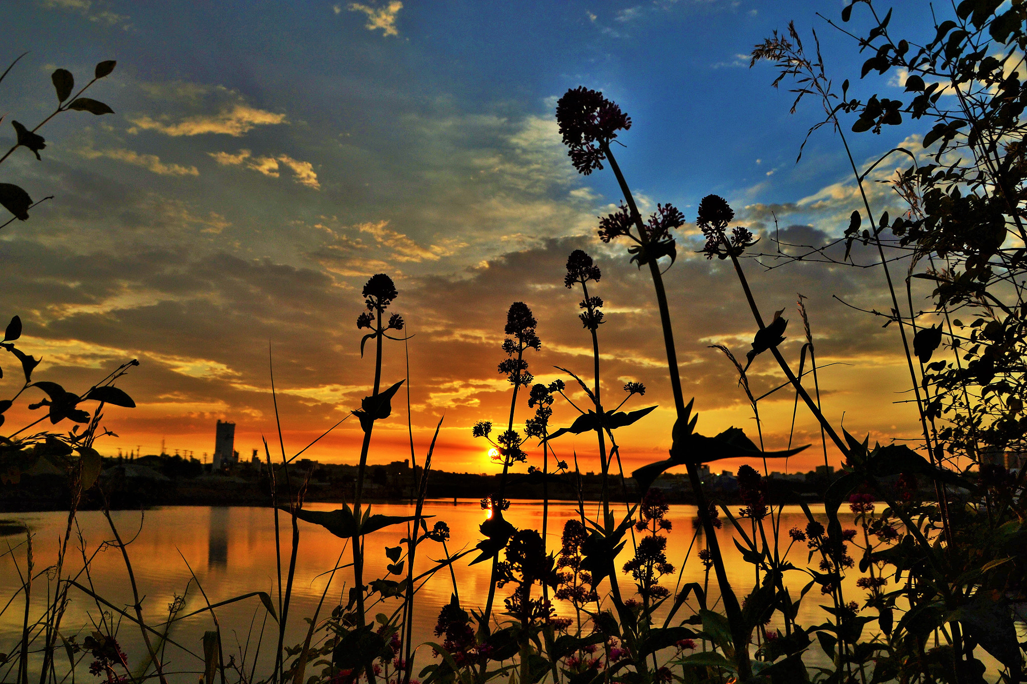 Sigma 17-70mm F2.8-4 DC Macro OS HSM sample photo. Valerian flowers silhouettes.. photography