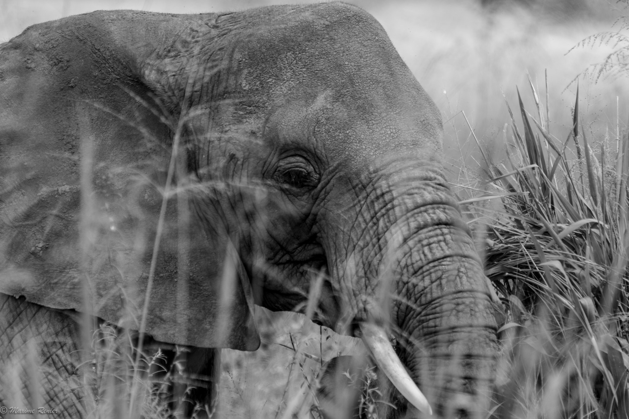 Sigma 150-600mm F5-6.3 DG OS HSM | C sample photo. Elephant of tanzania photography