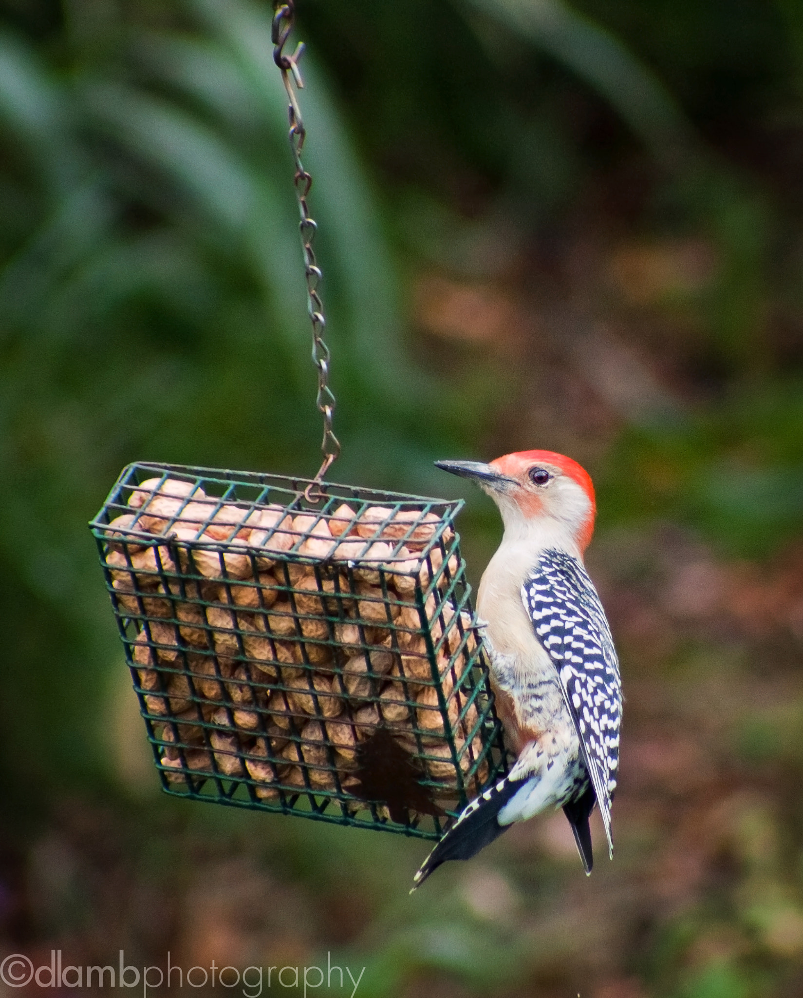 Canon EOS 40D + EF75-300mm f/4-5.6 sample photo. Red bellied woodpecker feeding photography