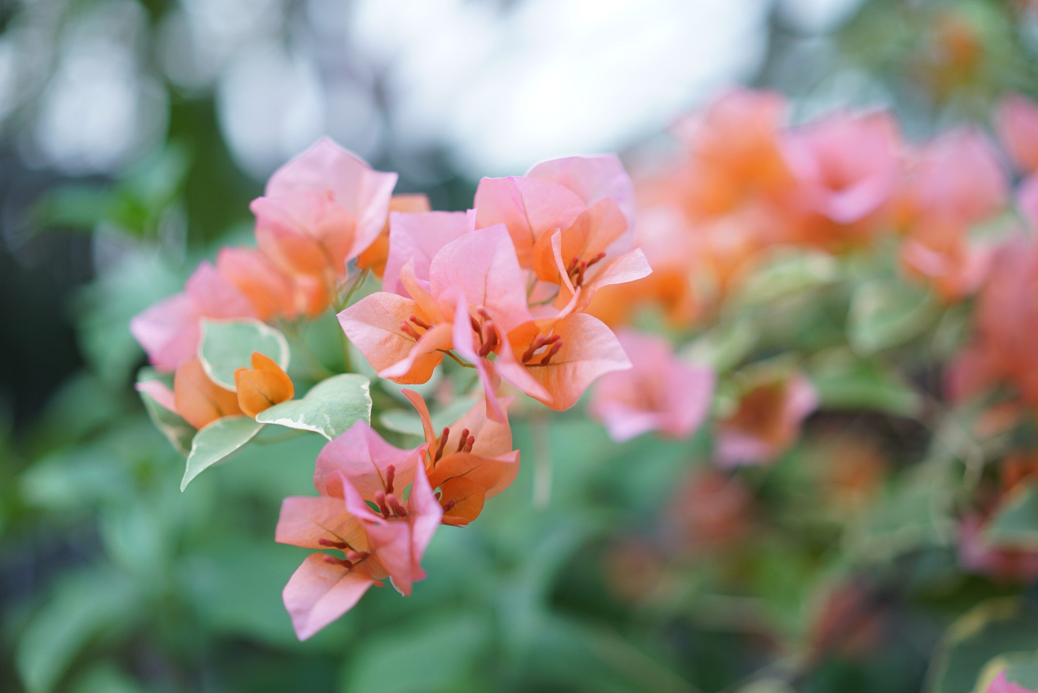 Sony a7S + Sony Sonnar T* FE 55mm F1.8 ZA sample photo. Pastel bougainvillea photography
