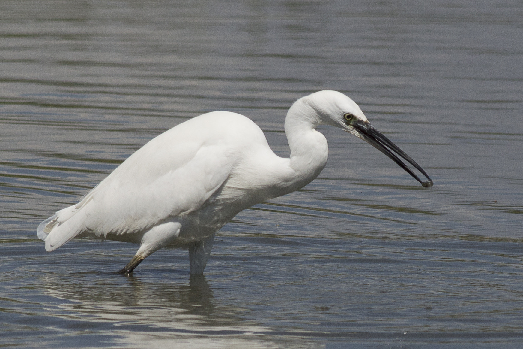 Nikon D3200 + Nikon AF-S Nikkor 300mm F4D ED-IF sample photo. Egretta garzetta fishing photography