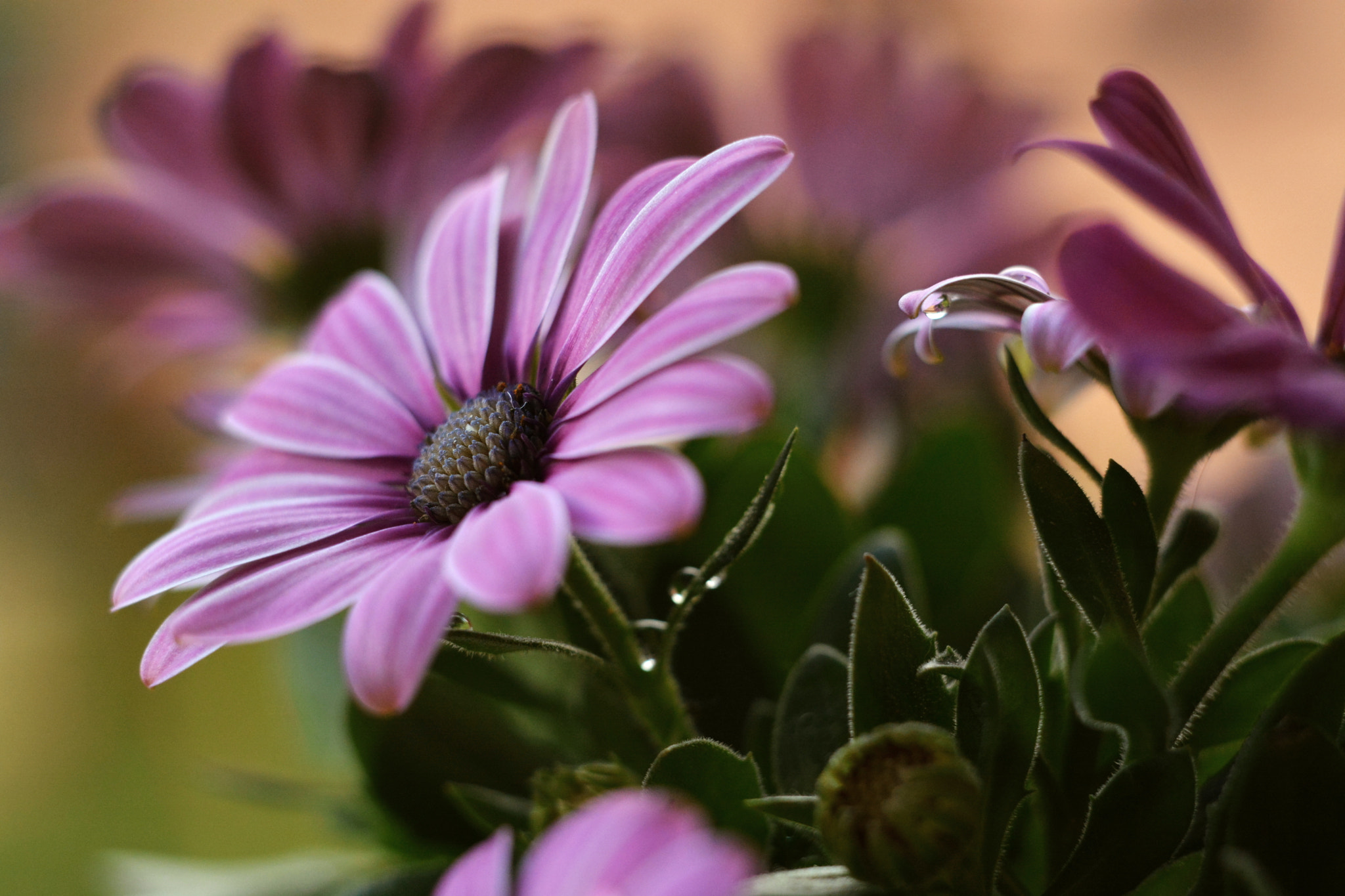 Manual Lens No CPU sample photo. Purple beauty photography
