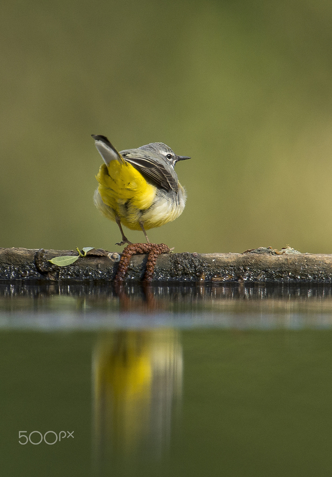 Nikon D4S + Nikon AF-S Nikkor 600mm F4G ED VR sample photo. Grey wagtail photography