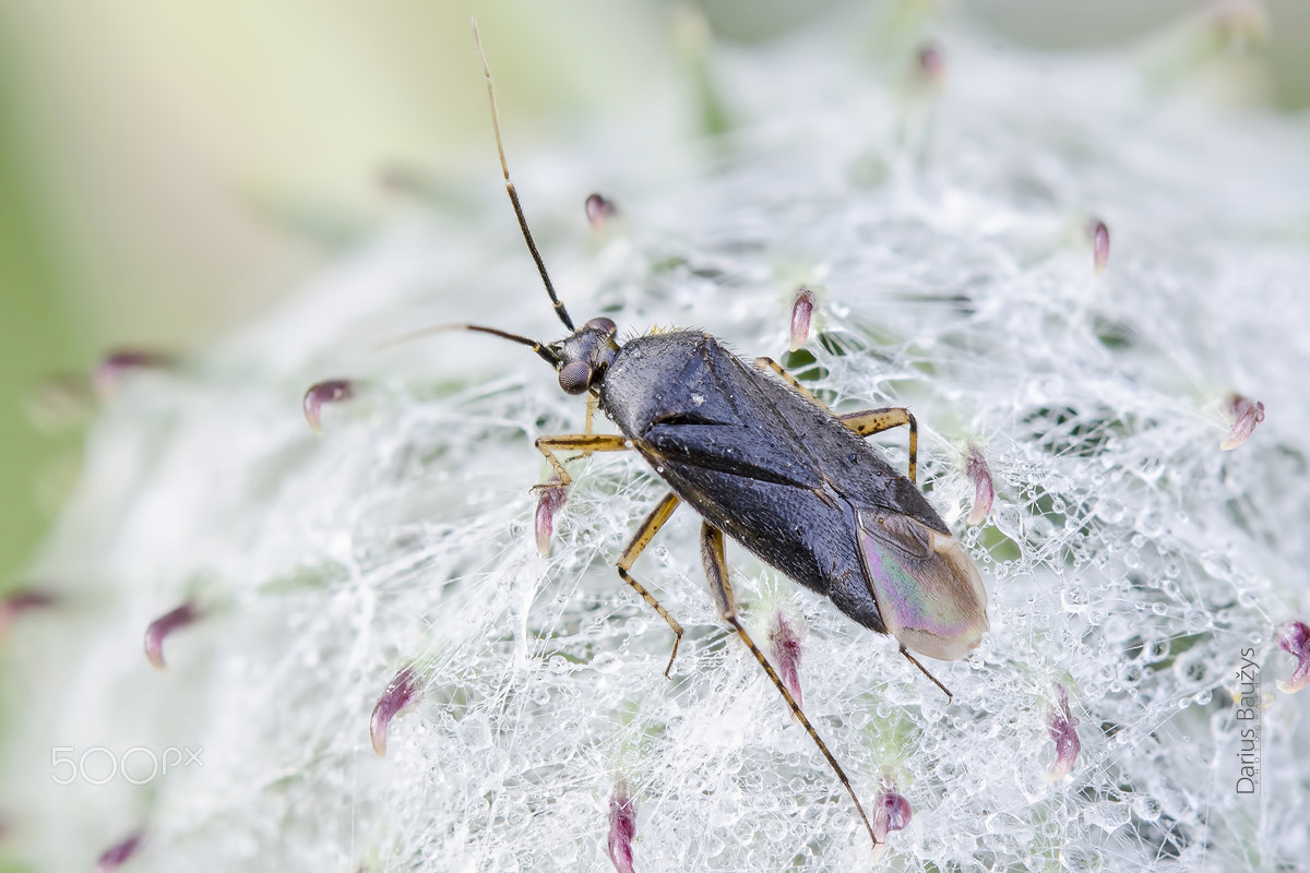Sigma 150mm F2.8 EX DG OS Macro HSM sample photo. Black & hairy photography
