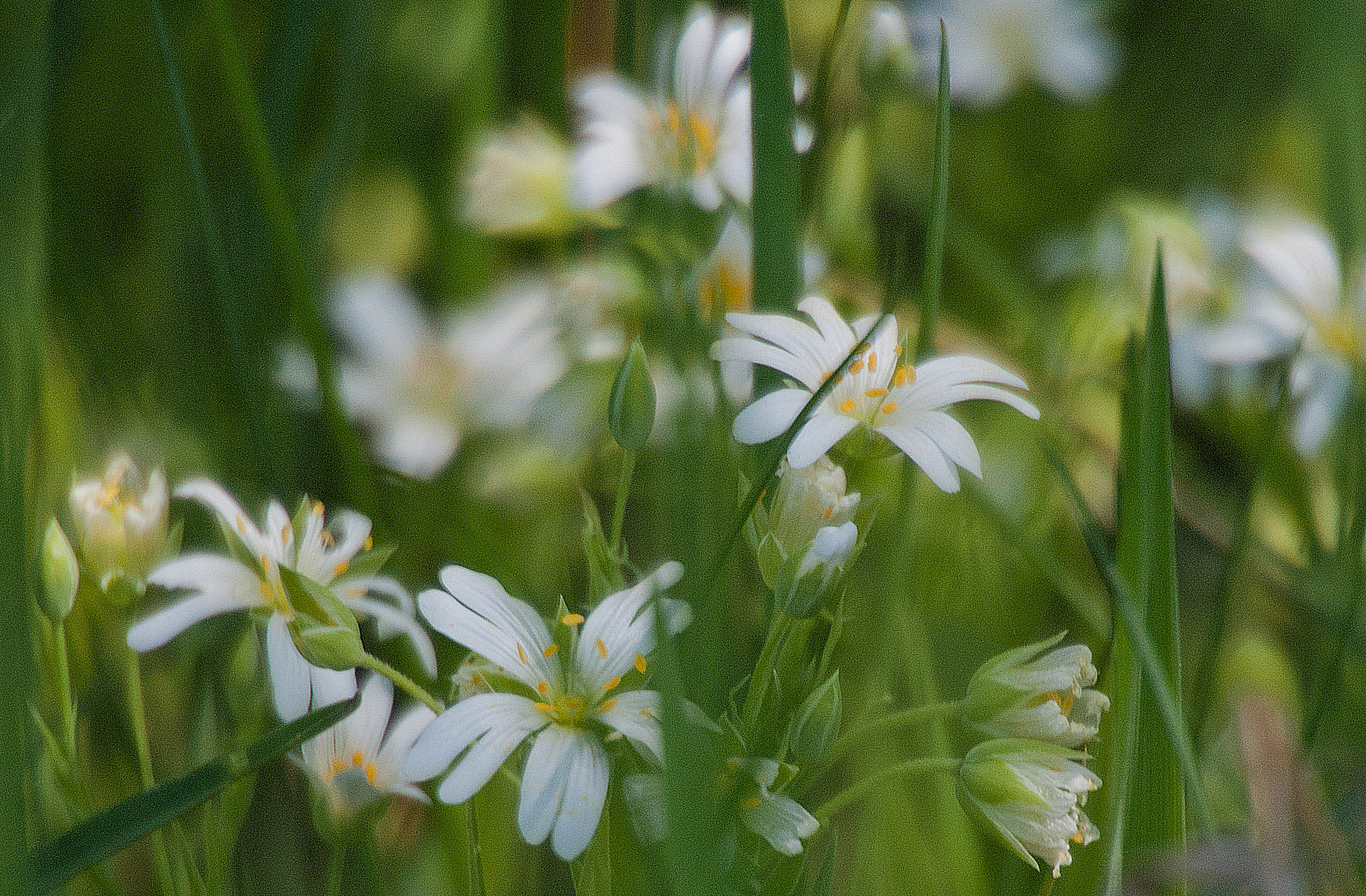 Sony Alpha DSLR-A300 + DT 18-270mm F3.5-6.3 SSM sample photo. Z łąki 3 photography