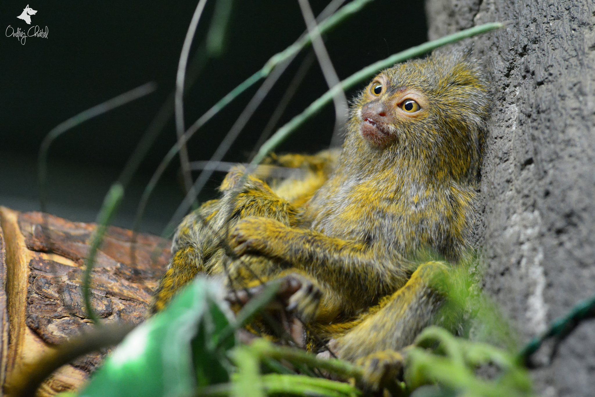 AF Zoom-Nikkor 35-70mm f/2.8 + 2x sample photo. Pygmy marmoset photography