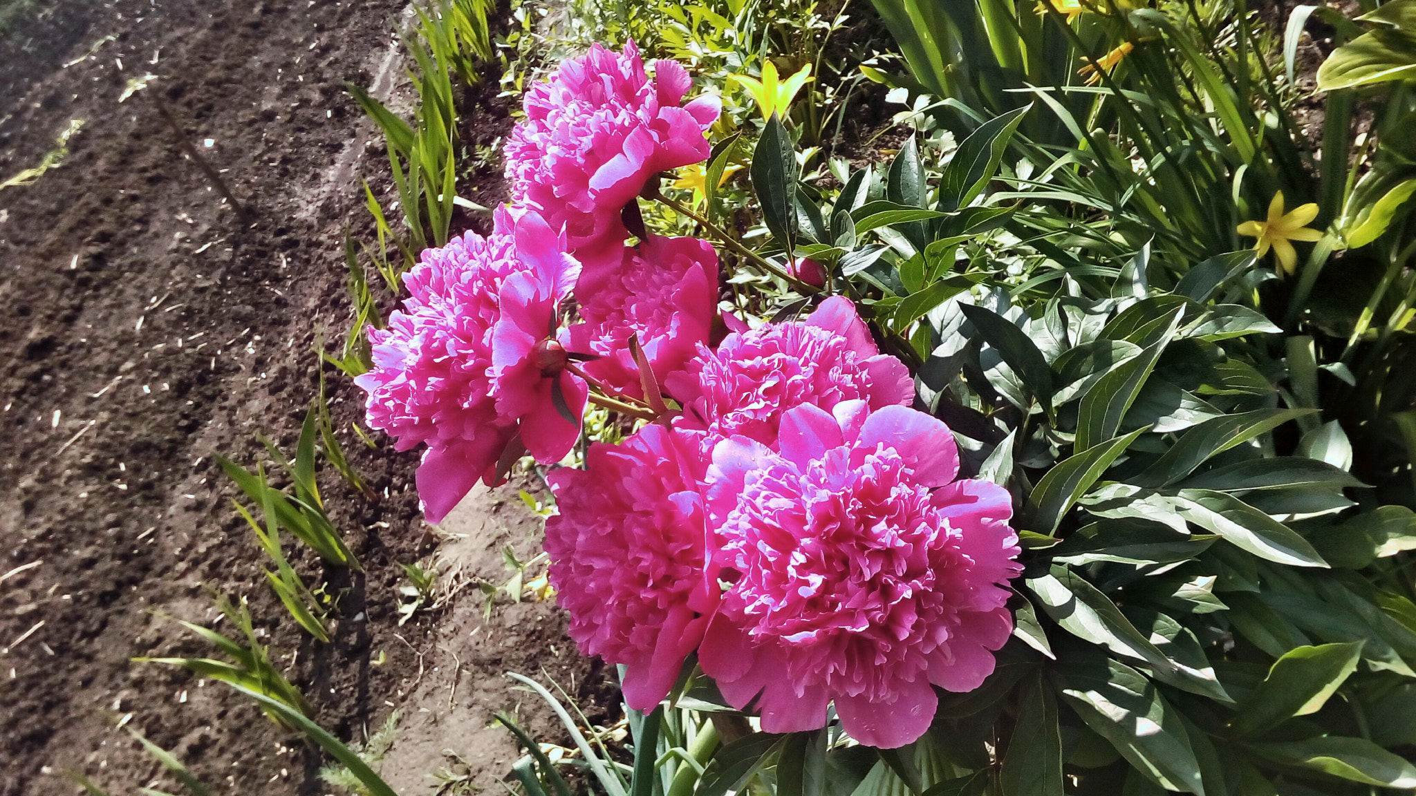 ASUS Zenfone Go (ASUS_Z00VD) sample photo