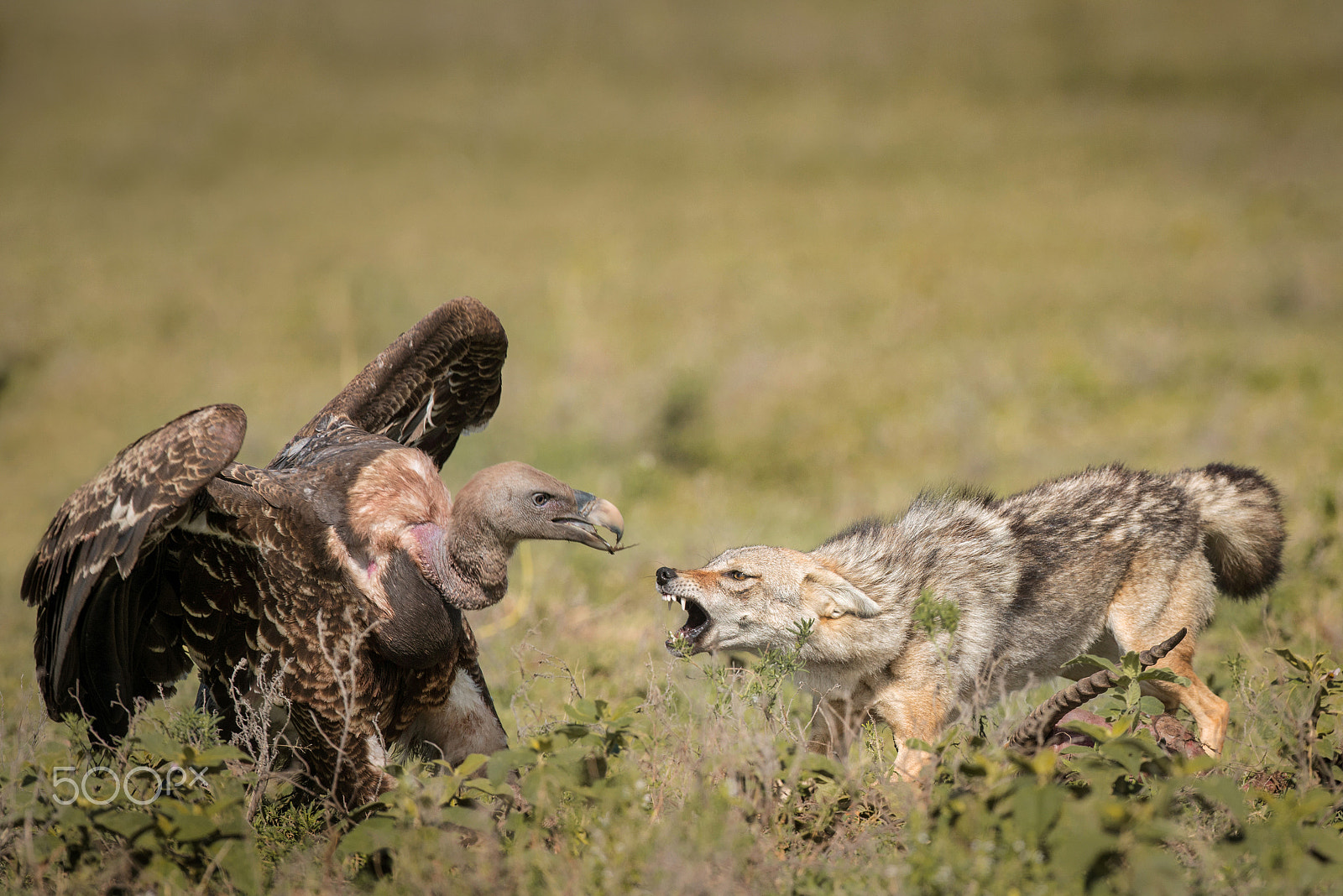 Nikon D800 + Nikon AF-S Nikkor 500mm F4G ED VR sample photo. Fight fight fight! photography