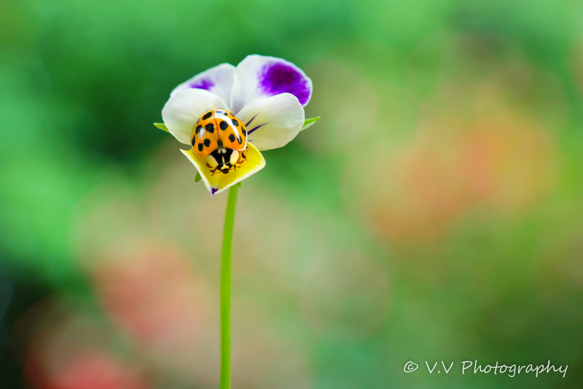 NX 60mm F2.8 Macro sample photo. A view from the top photography