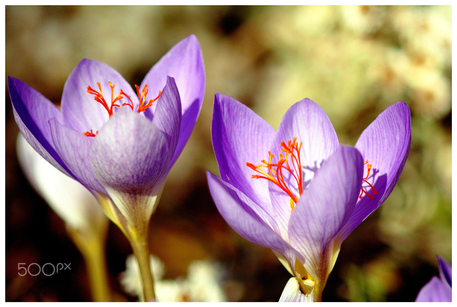 Nikon D7100 + Manual Lens No CPU sample photo. Crocus photography