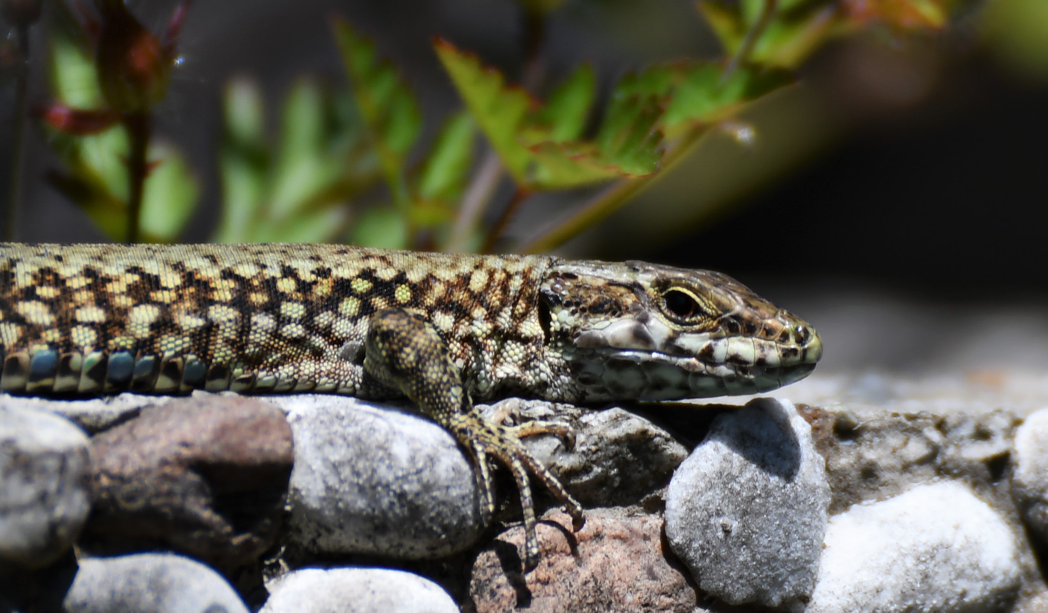Nikon D500 sample photo. Lézard dans mon jardin photography