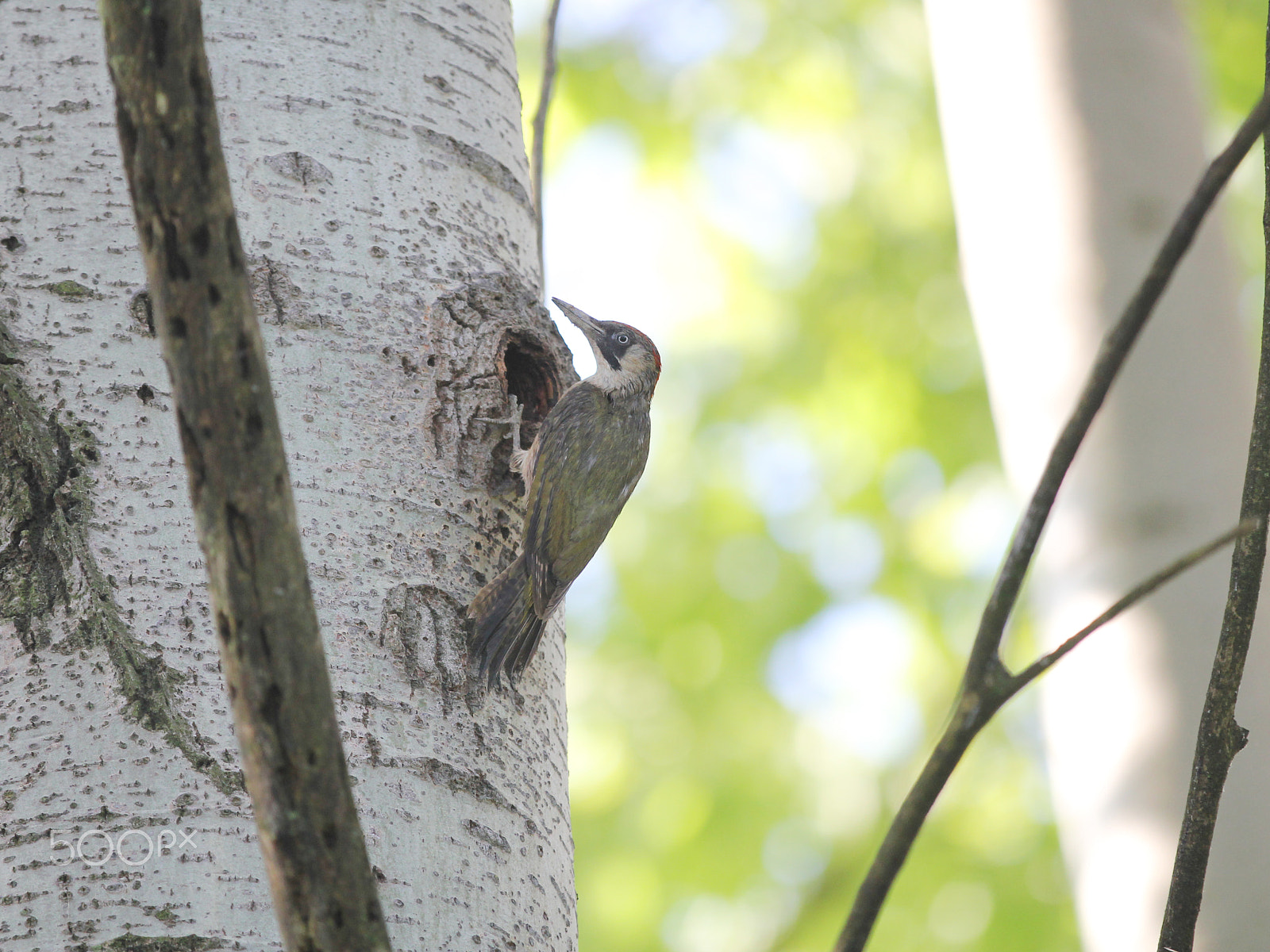 Canon EF 70-200mm F2.8L IS II USM sample photo. Green woodpecker photography