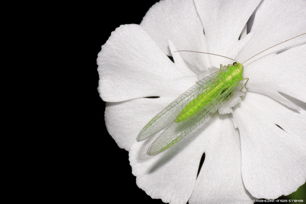 Canon EOS 40D + Tamron SP AF 90mm F2.8 Di Macro sample photo. Ночное насекомое photography