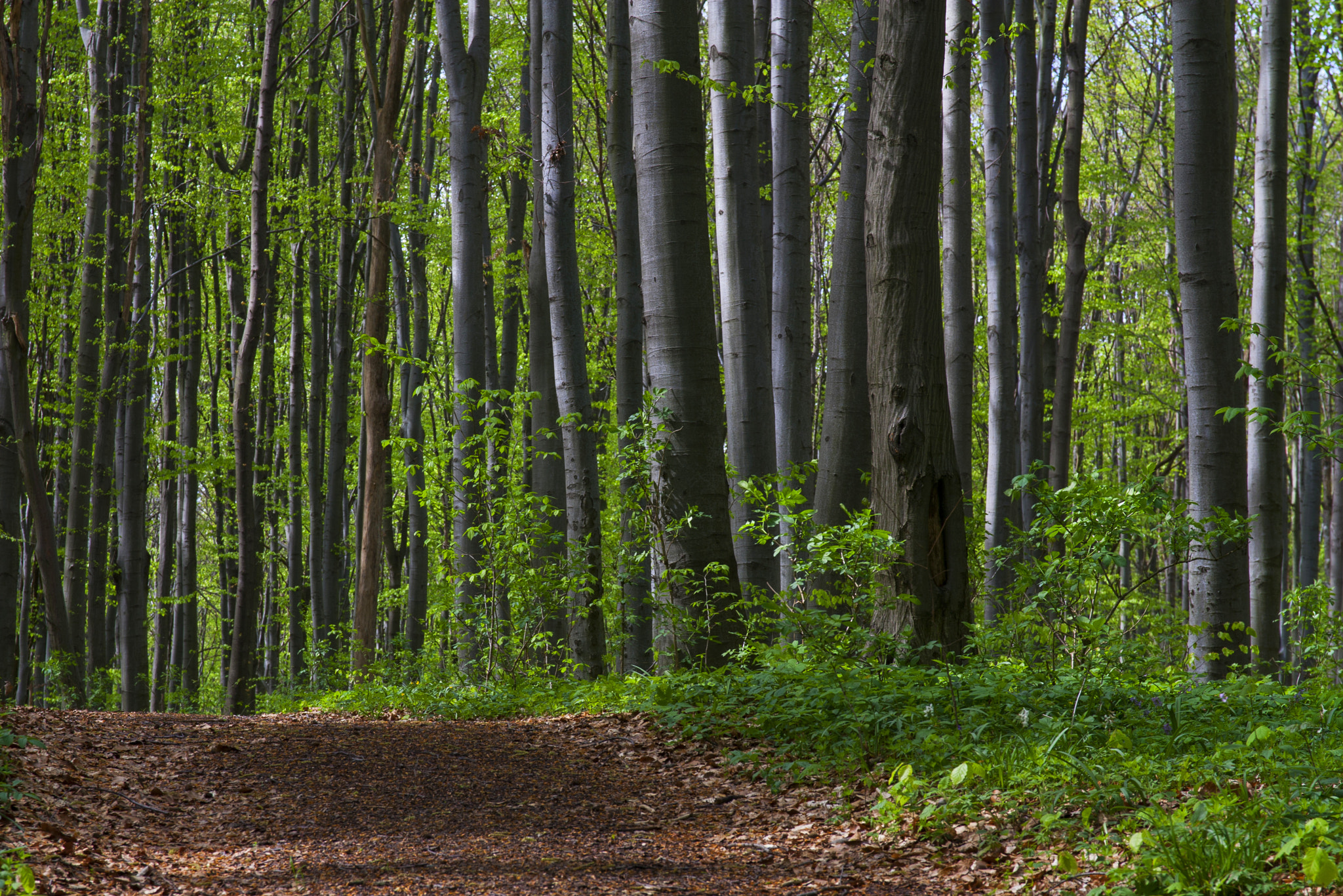 Sigma 17-70mm F2.8-4 DC Macro OS HSM sample photo. Forest in april photography