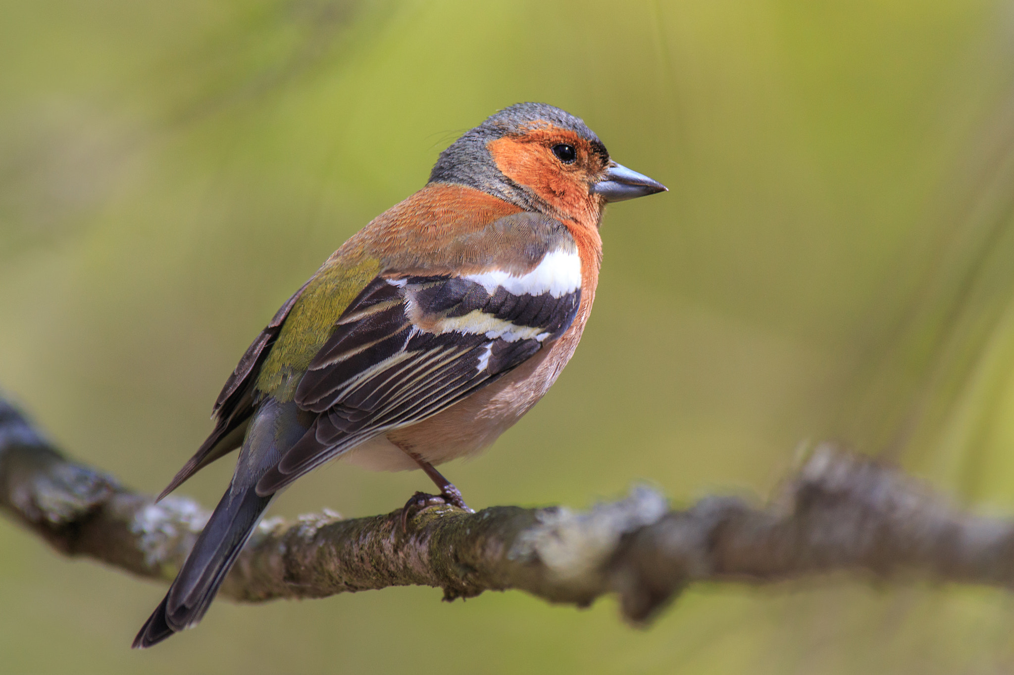 Canon EOS 6D + Canon EF 300mm f/2.8L + 2x sample photo. One legged bird photography
