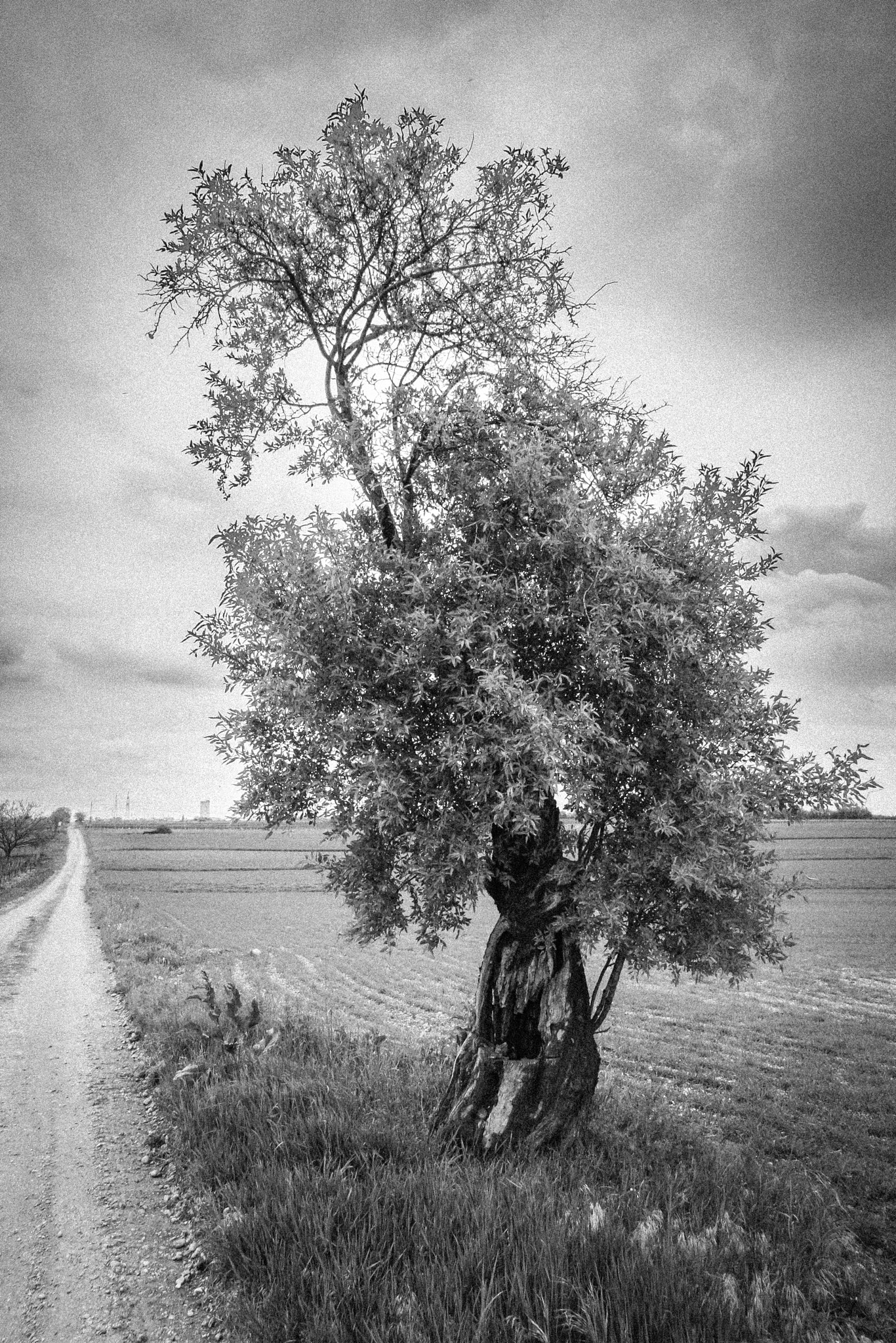 Sigma 18-250mm F3.5-6.3 DC OS HSM sample photo. A tree along the way photography
