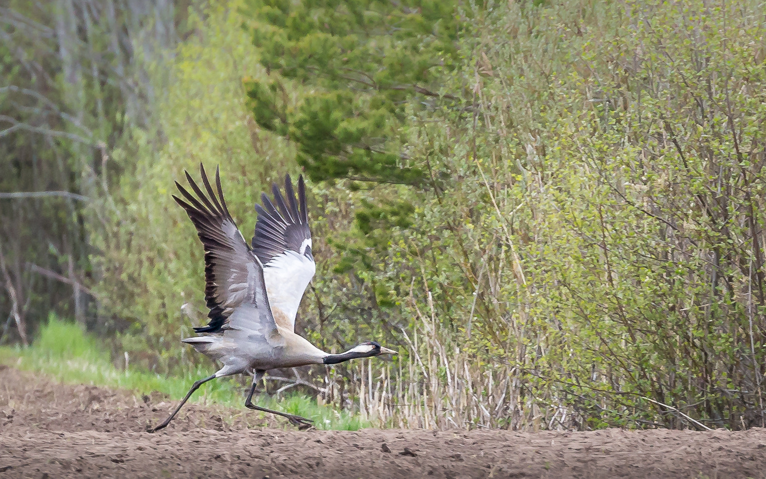 Canon EF 100-400mm F4.5-5.6L IS II USM sample photo