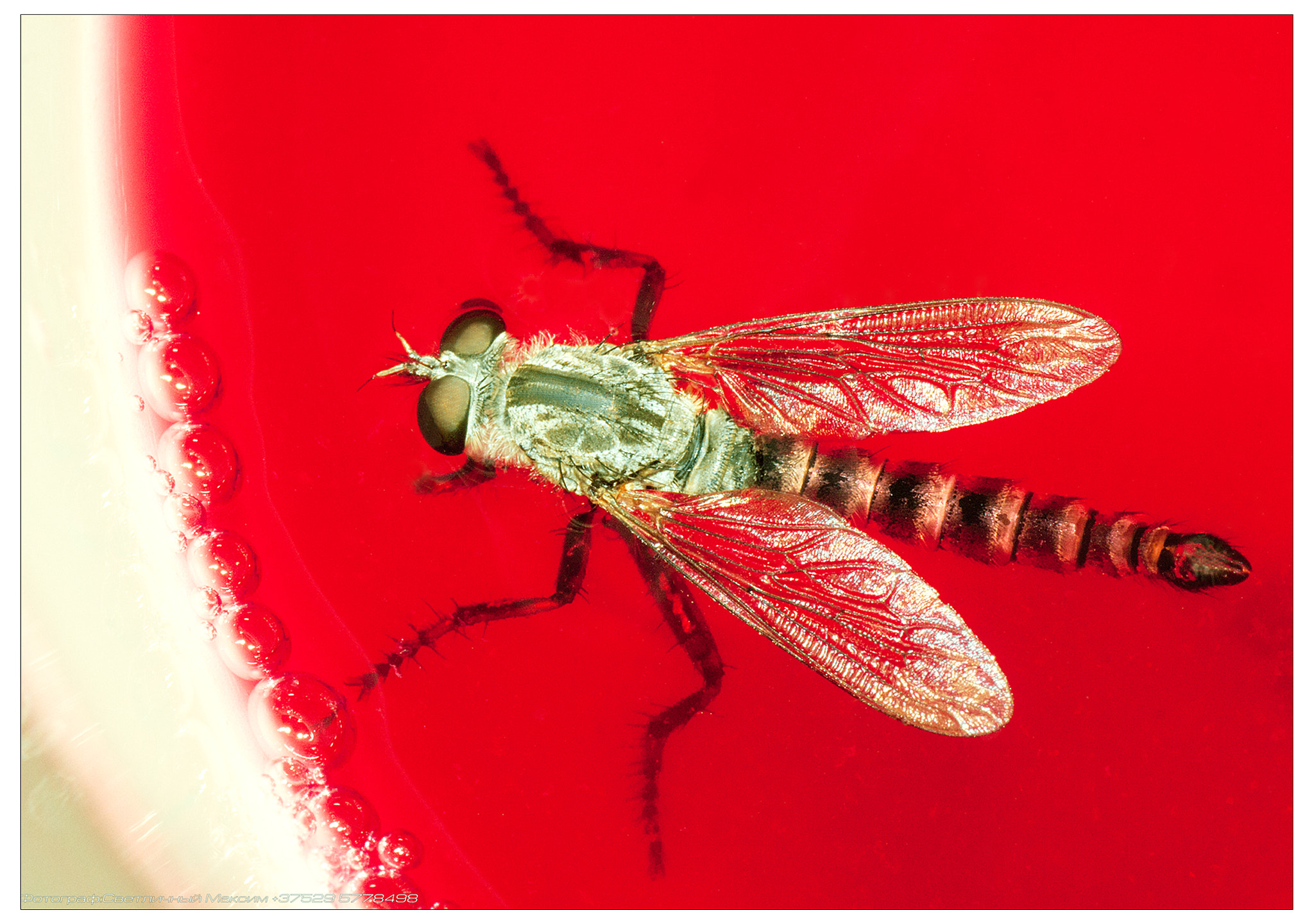 Canon EOS 40D + Tamron SP AF 90mm F2.8 Di Macro sample photo. муха села на варенье.вот и всё стихотворенье photography