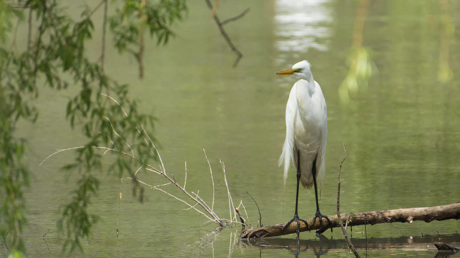 Nikon AF-S Nikkor 200-500mm F5.6E ED VR sample photo. Great egret photography