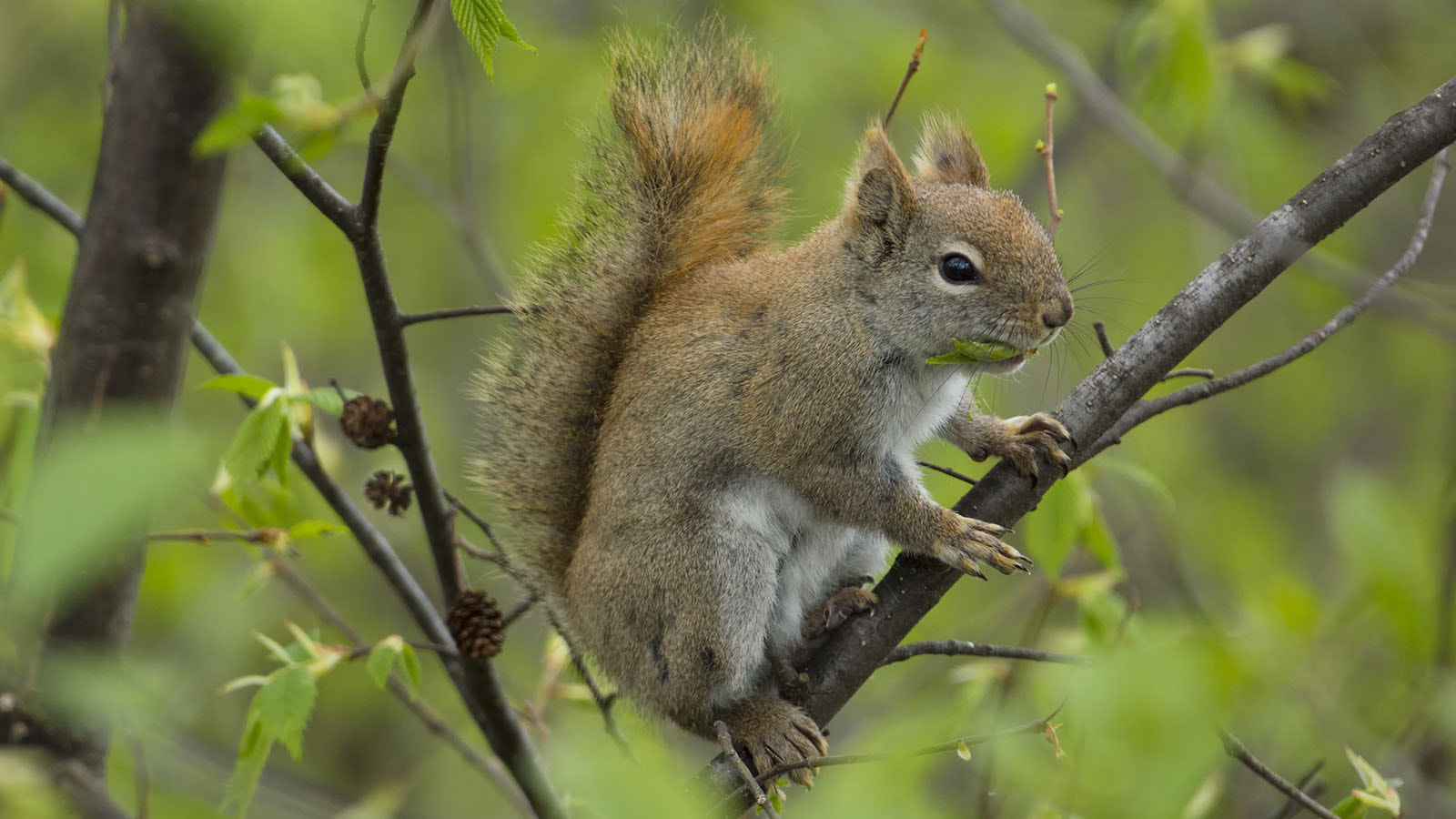 Nikon AF-S Nikkor 200-500mm F5.6E ED VR sample photo. North american red squirrel photography