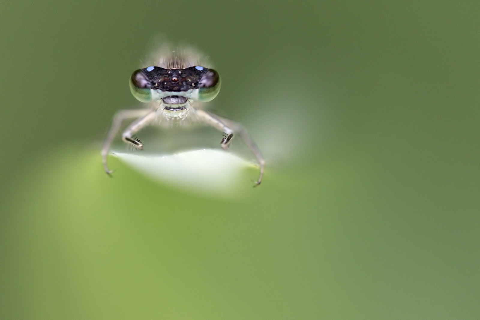 Canon EOS 7D Mark II + Tamron SP AF 180mm F3.5 Di LD (IF) Macro sample photo. Sortie de nulle part photography