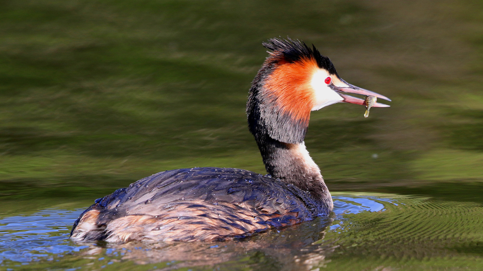 Canon EF 500mm F4L IS II USM sample photo. Great crested grebe photography