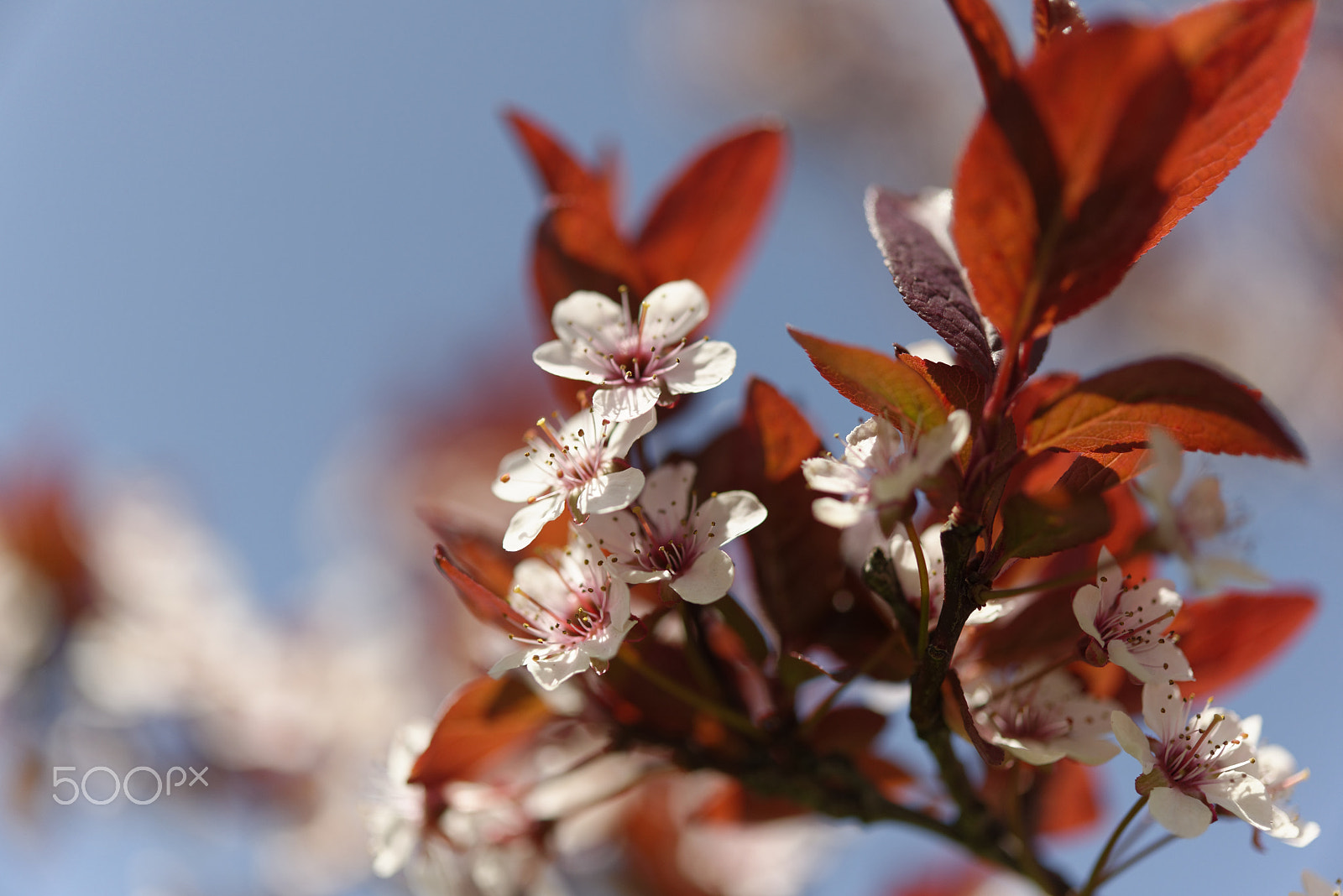 Nikon AF-S Micro-Nikkor 60mm F2.8G ED sample photo. Original size photography