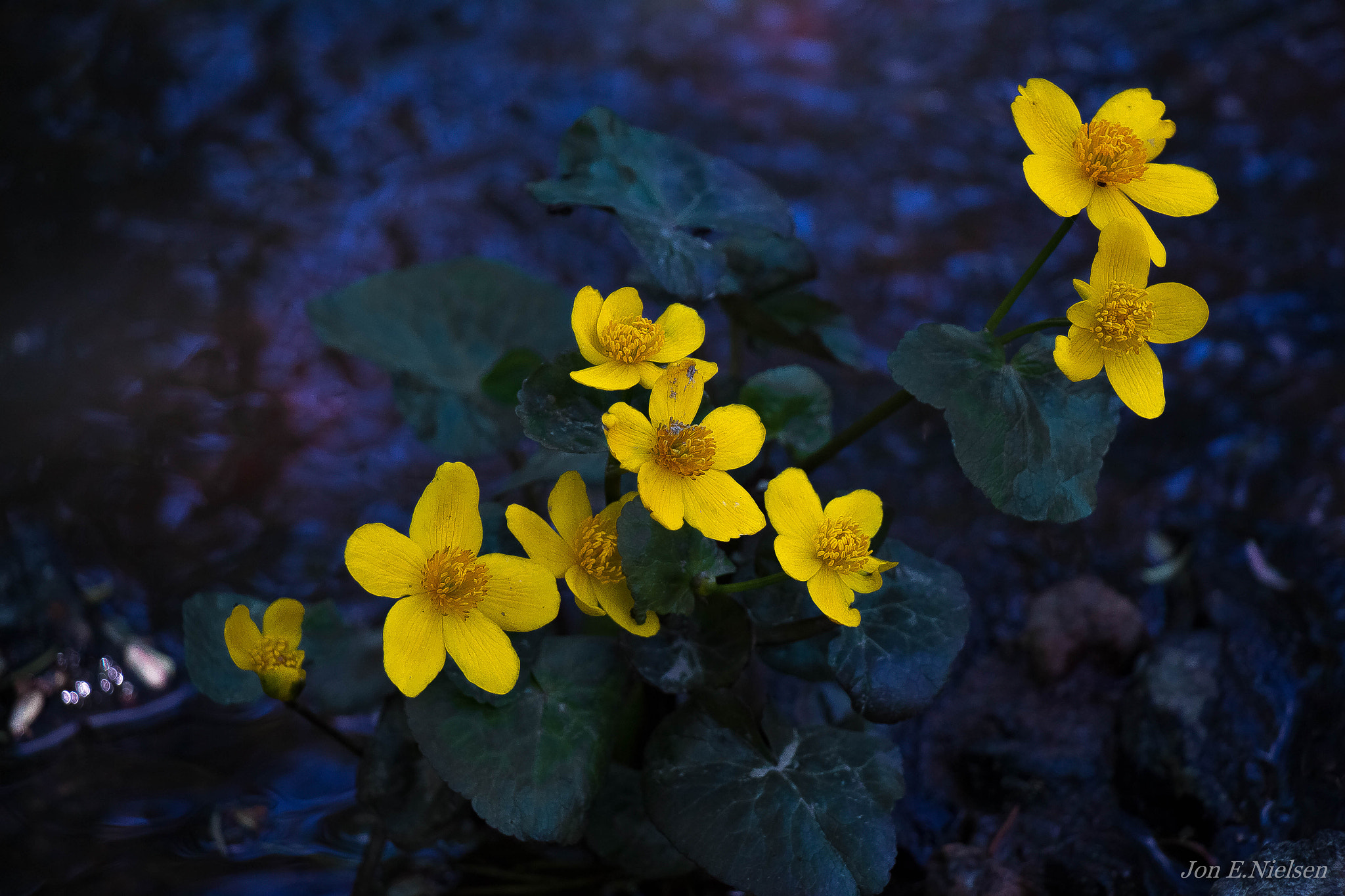 Canon EOS 700D (EOS Rebel T5i / EOS Kiss X7i) + Canon EF-S 18-135mm F3.5-5.6 IS STM sample photo. " brook flower " photography