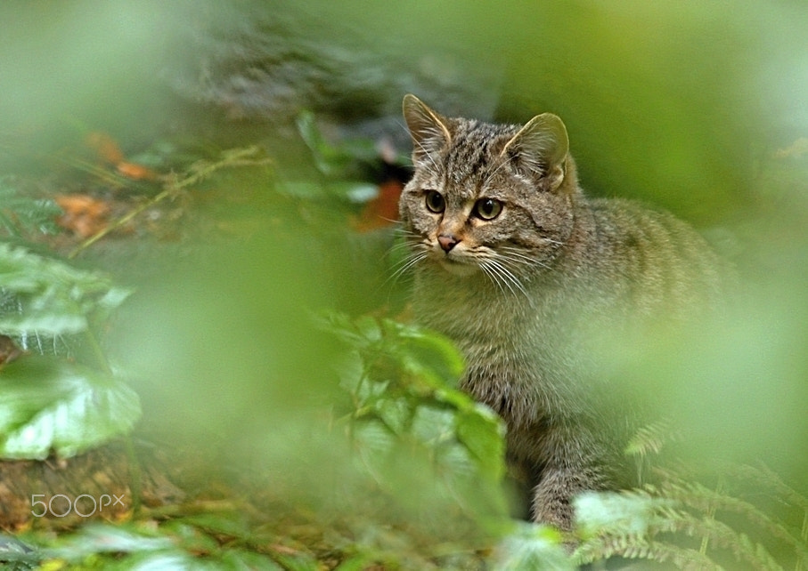 Canon EOS 600D (Rebel EOS T3i / EOS Kiss X5) + Canon EF 70-300mm F4-5.6L IS USM sample photo. Wild cat photography