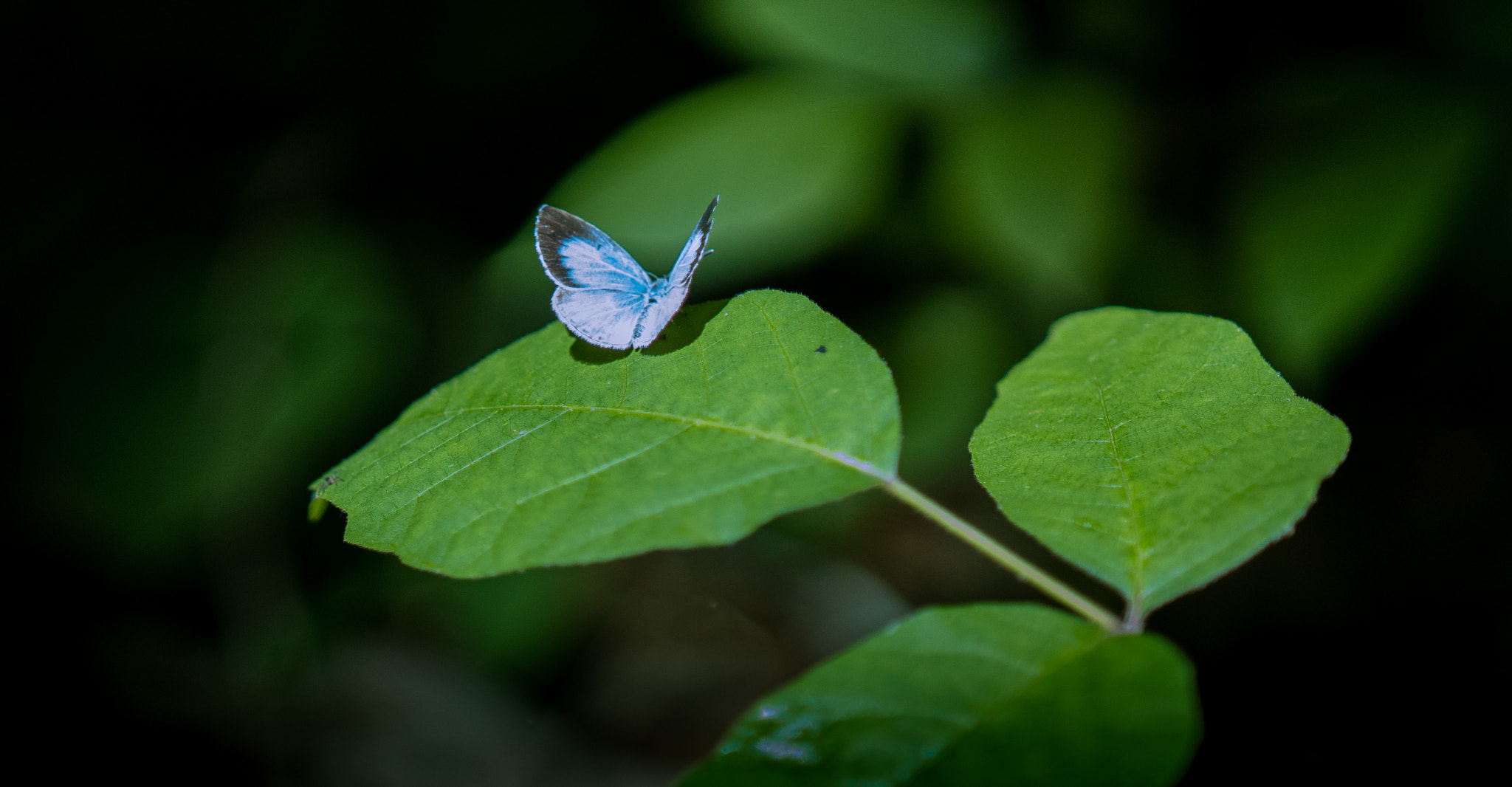 Sony a6300 + 18-35mm F1.8 DC HSM | Art 013 sample photo. Little blue photography