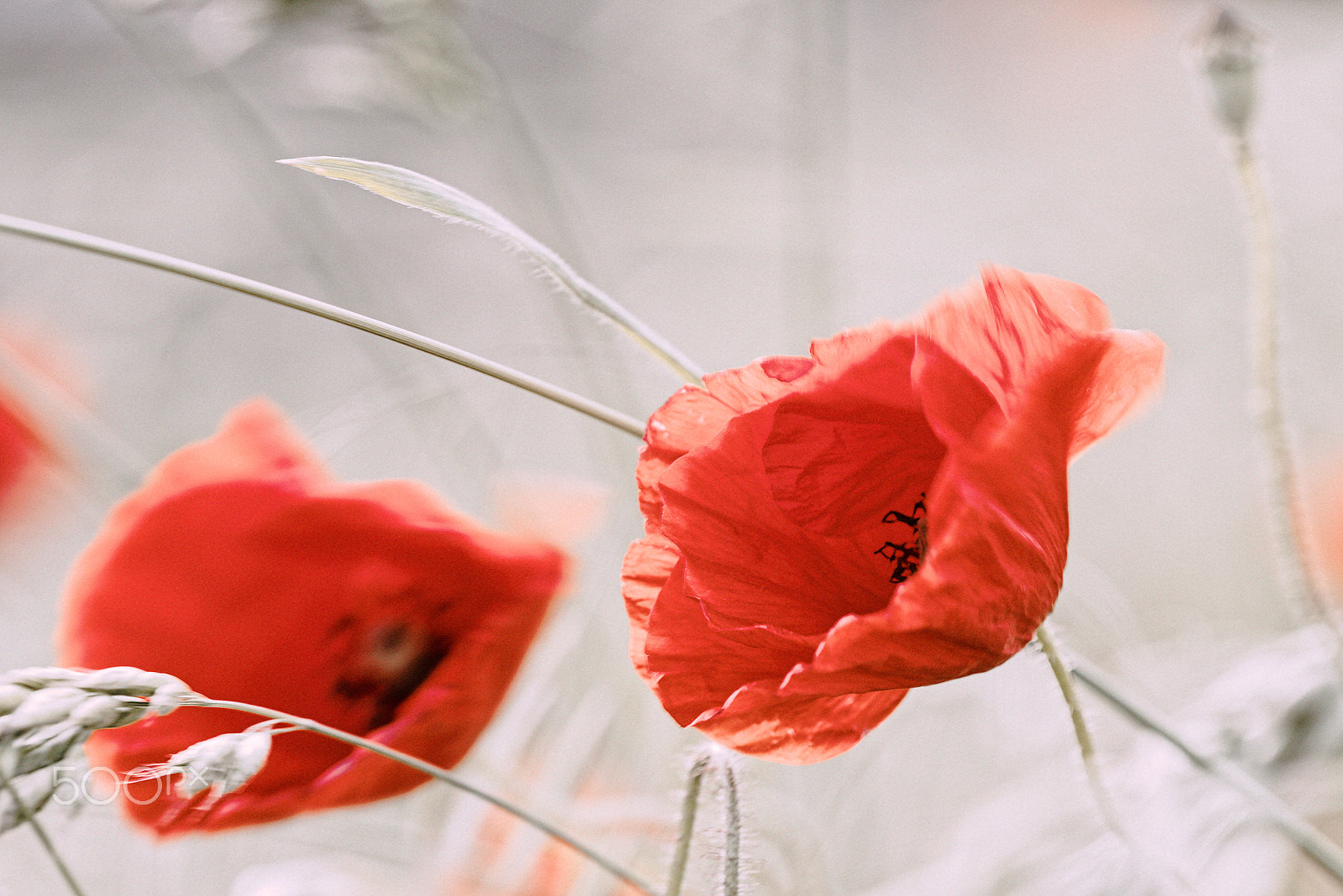 Nikon AF Micro-Nikkor 200mm F4D ED-IF sample photo. Coquelicots photography