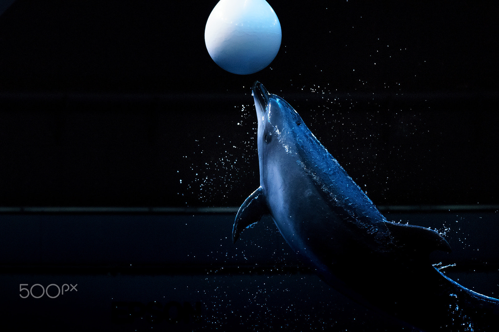 Sony 70-300mm F4.5-5.6 G SSM sample photo. Dolphin jump! photography
