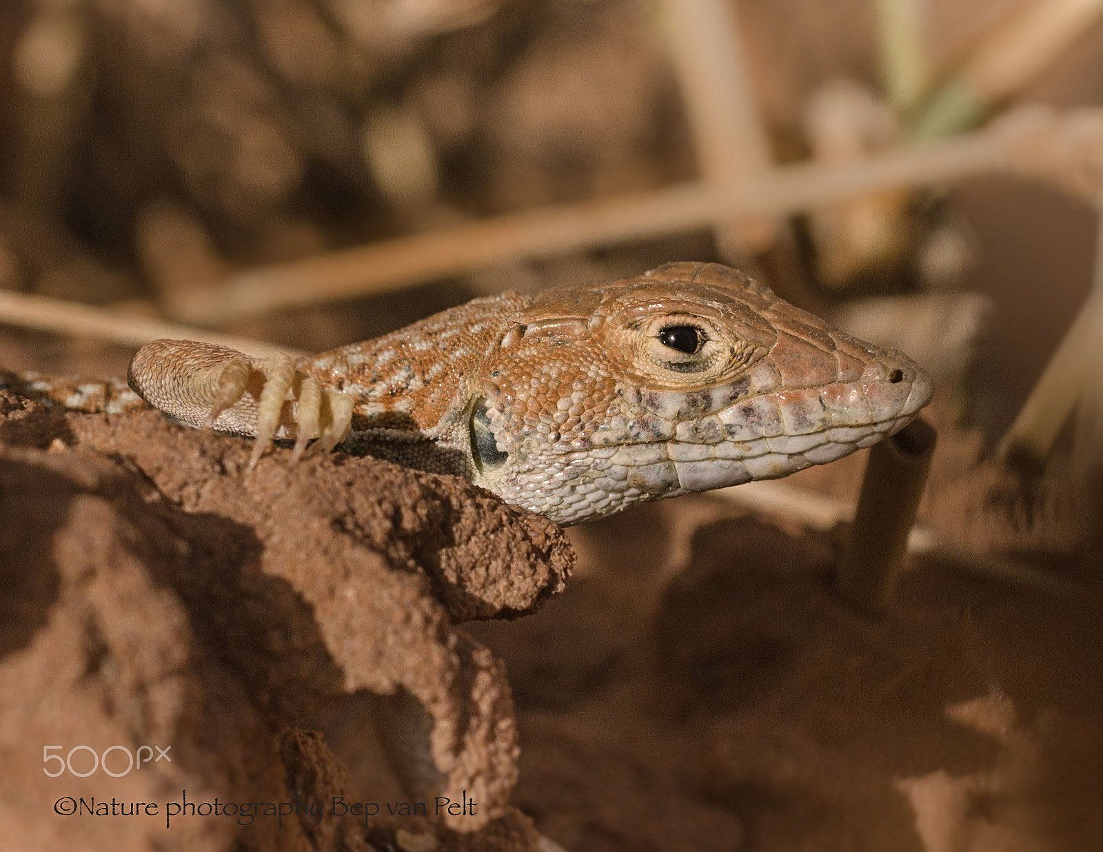 Nikon D7000 + Sigma 50mm F2.8 EX DG Macro sample photo. Fringe toed lizard carefully looks out of his hide photography