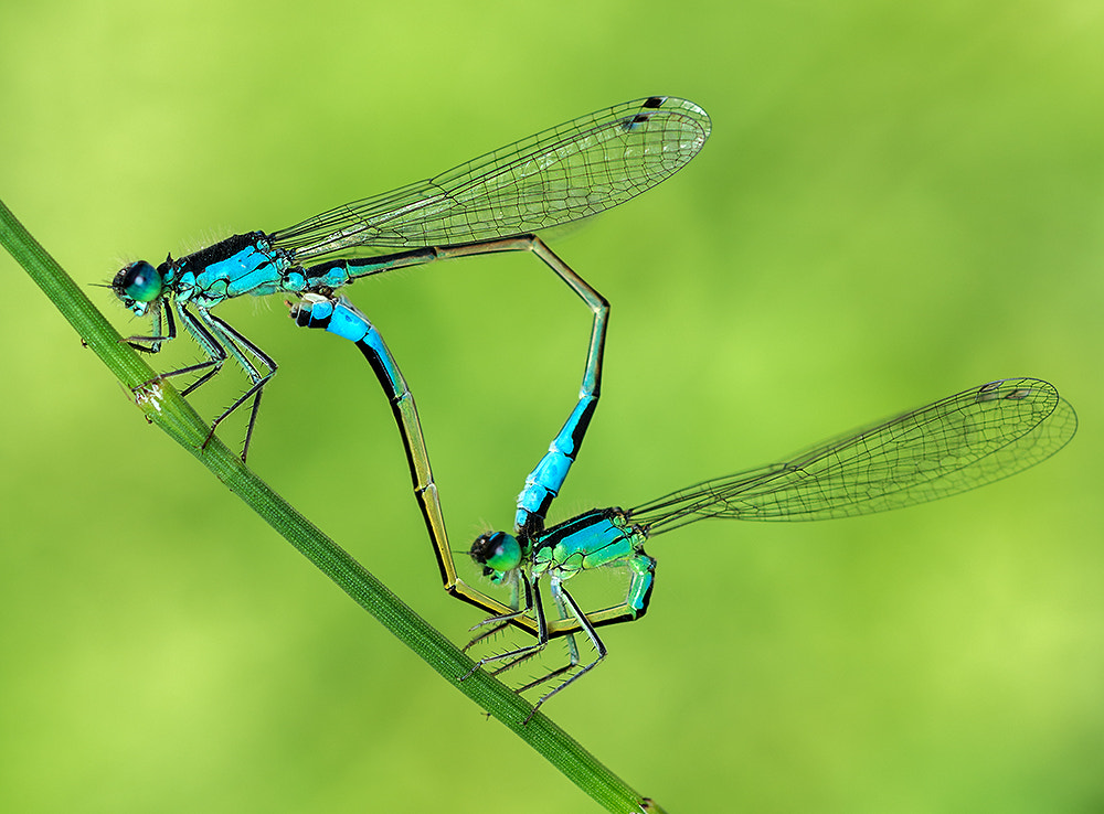 Nikon D7200 + Nikon AF Micro-Nikkor 60mm F2.8D sample photo. Couple of damselfly photography