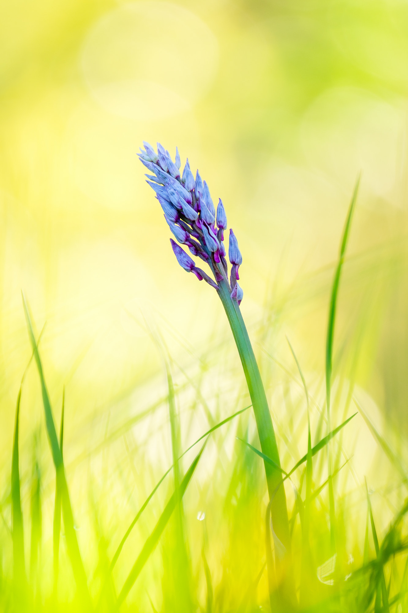 XF100-400mmF4.5-5.6 R LM OIS WR + 1.4x sample photo. Sleeping beauty photography