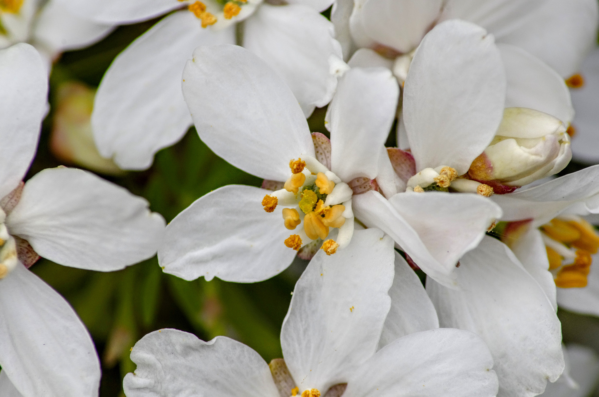 Tamron AF 70-300mm F4-5.6 Di LD Macro sample photo. Folwers photography