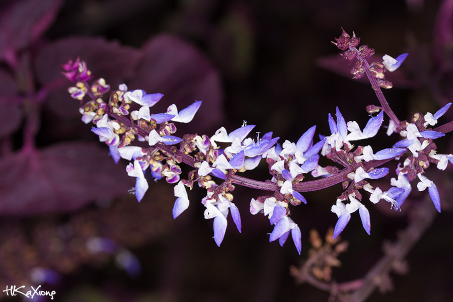 Canon EF-S 60mm F2.8 Macro USM sample photo. Coleus photography
