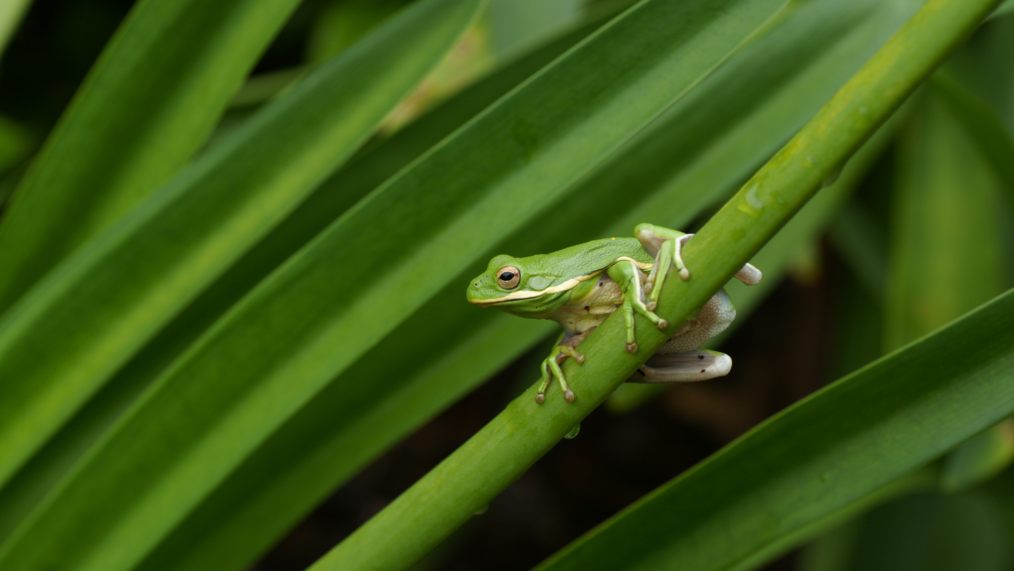 Sony Alpha DSLR-A900 sample photo. Green frog photography