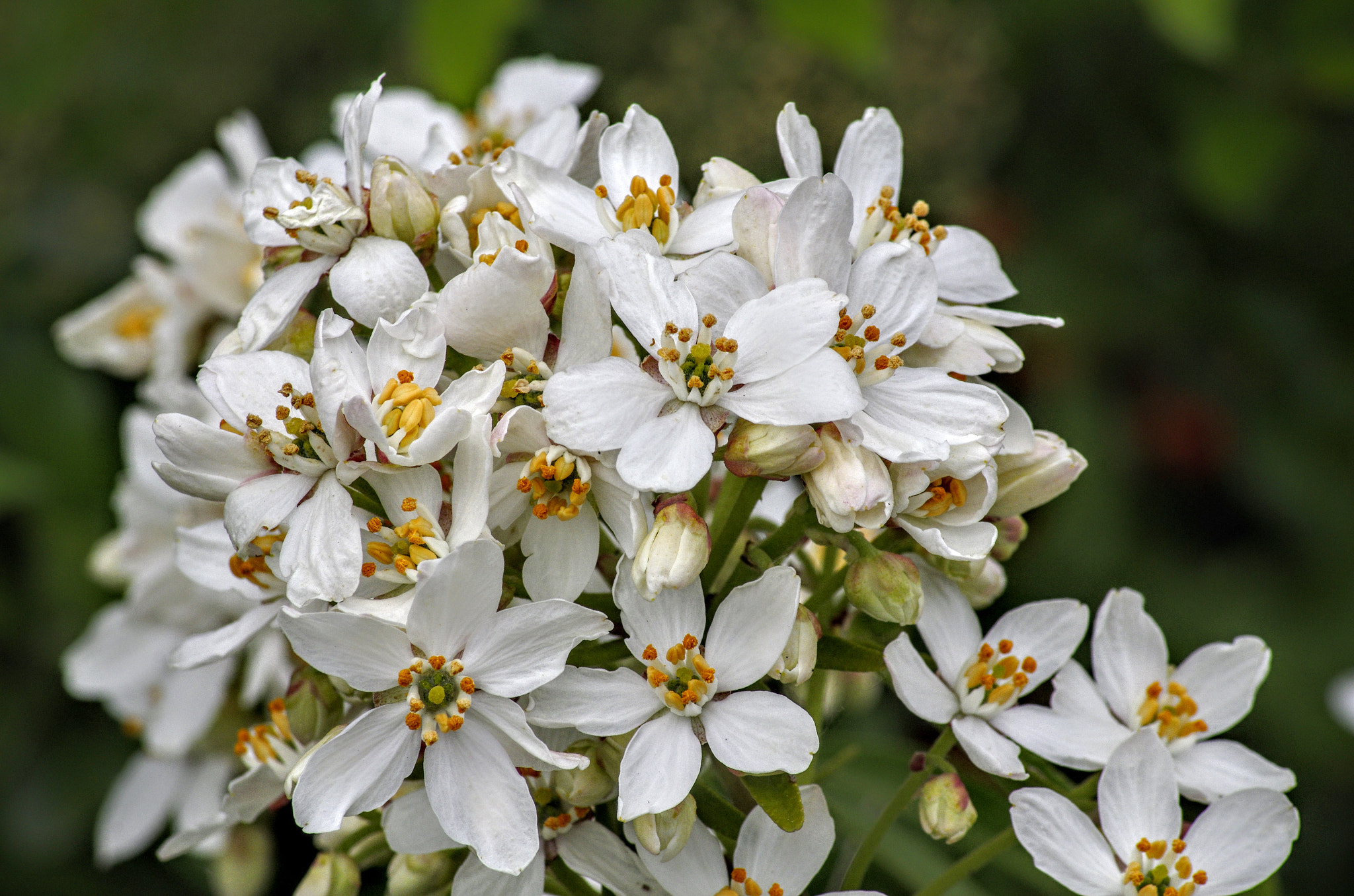 Tamron AF 70-300mm F4-5.6 Di LD Macro sample photo. Flowers photography