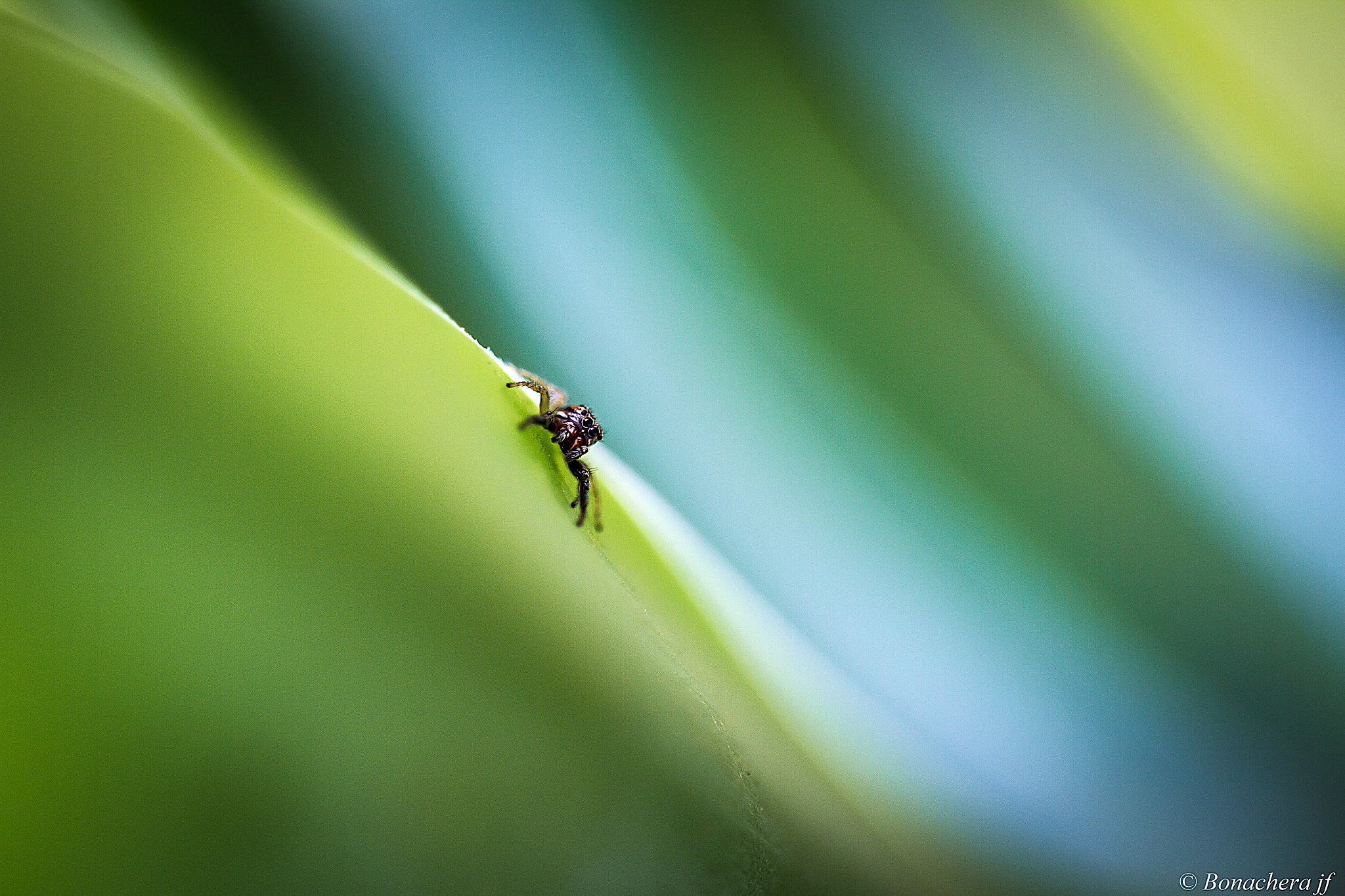 Sigma 150mm f/2.8 EX DG OS HSM APO Macro sample photo. Bébé saltique... photography
