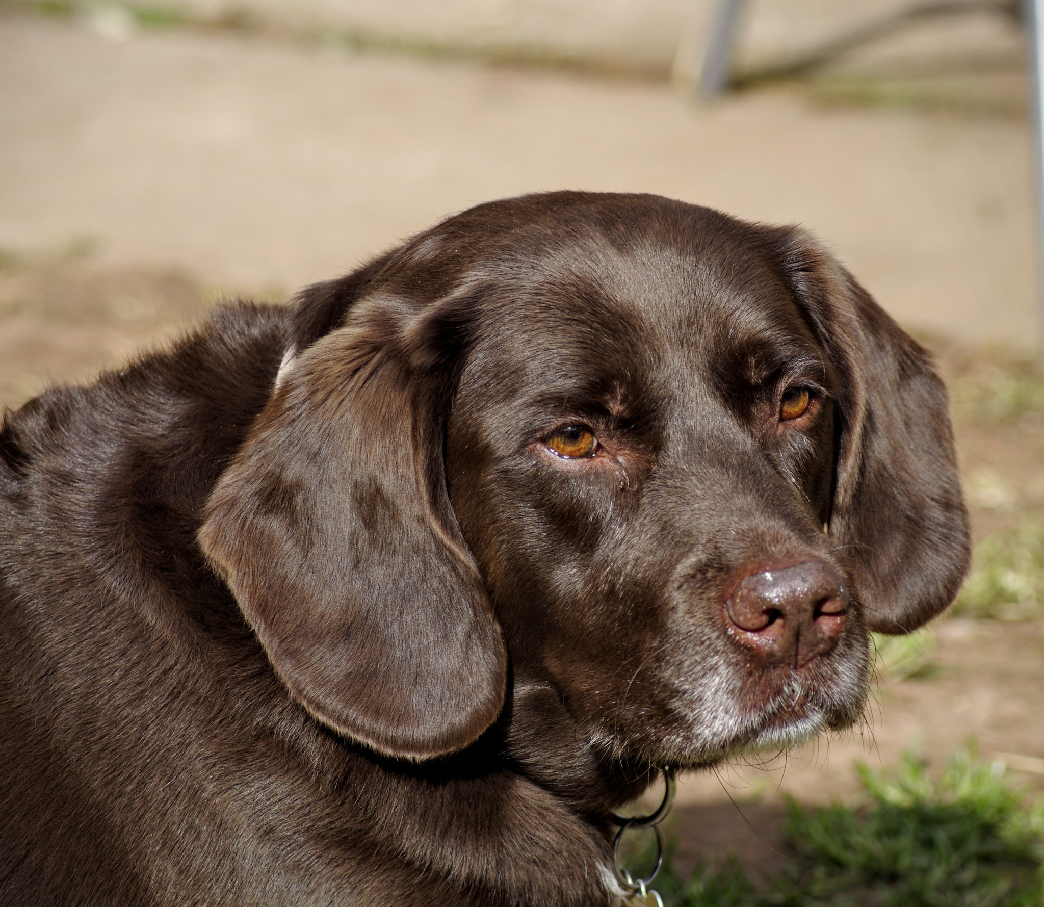 Pentax K-5 + Tamron AF 70-300mm F4-5.6 Di LD Macro sample photo. Dog in the sun  photography