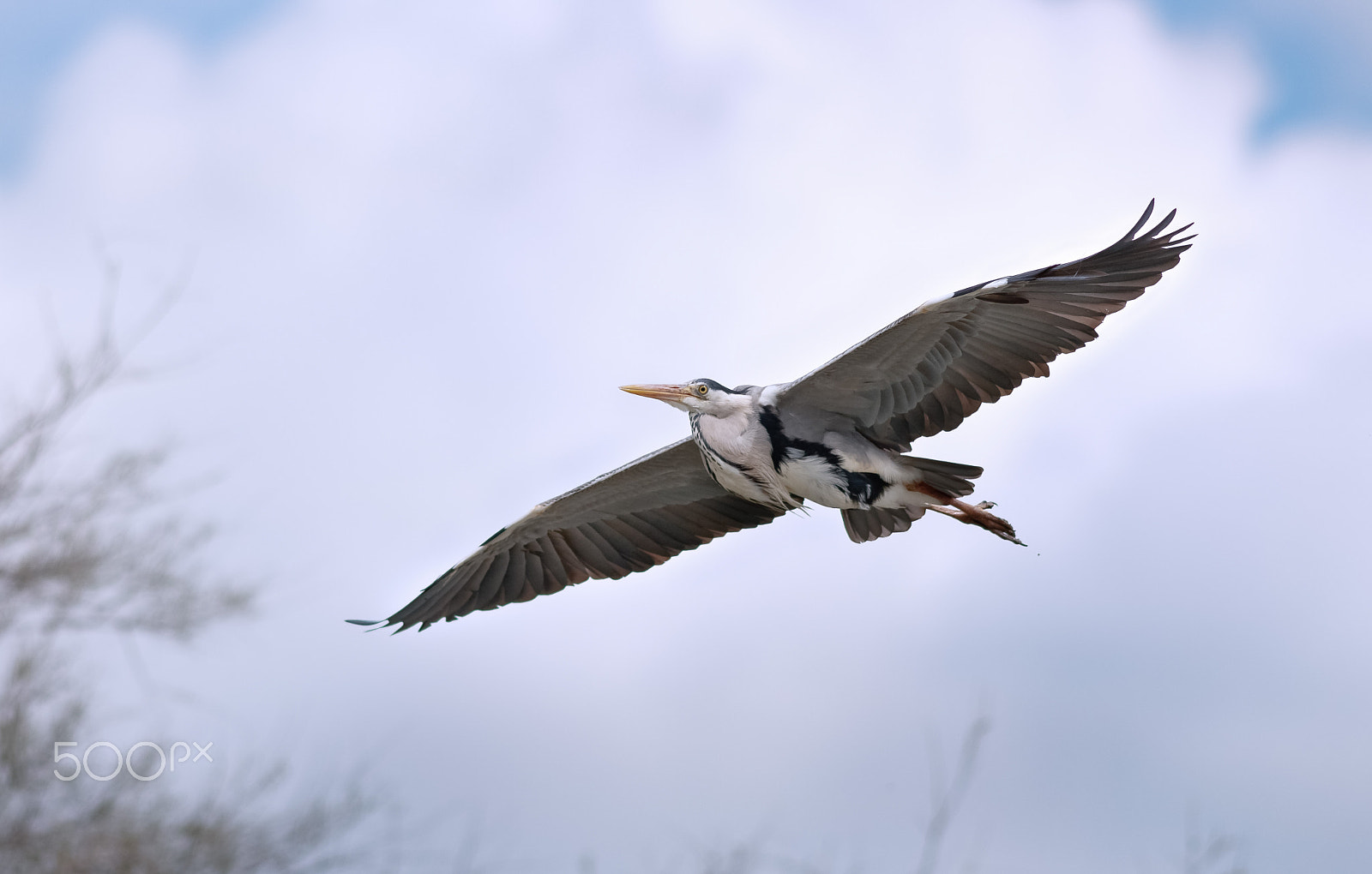 Canon EOS 760D (EOS Rebel T6s / EOS 8000D) + Canon EF 200mm F2.8L II USM sample photo. Volavka popelavá photography