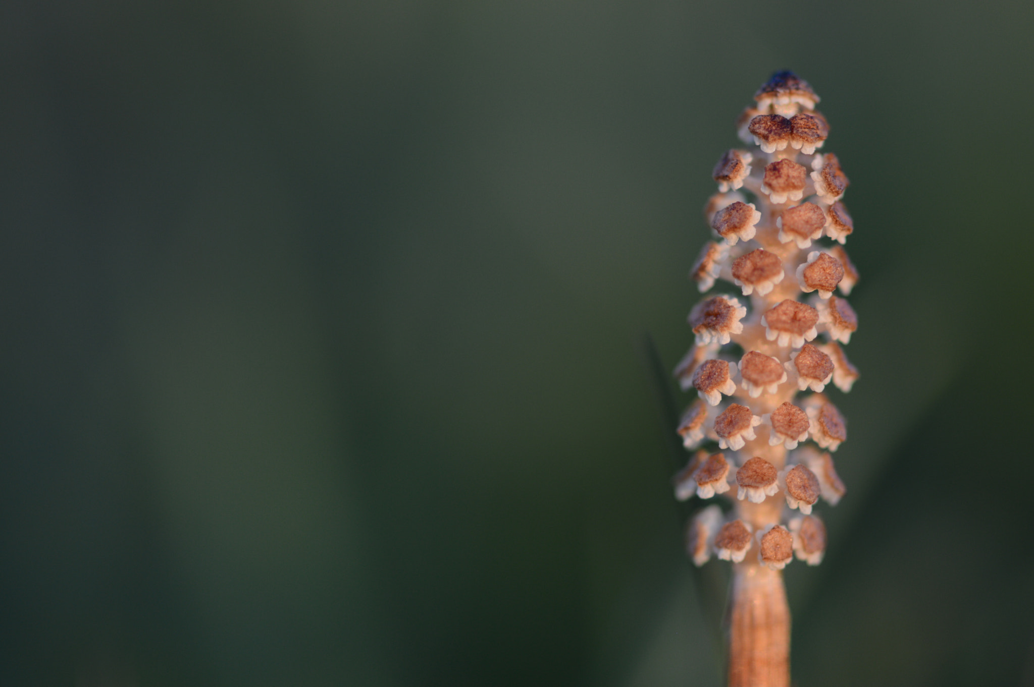 Nikon AF-S Micro-Nikkor 105mm F2.8G IF-ED VR sample photo. O-o photography