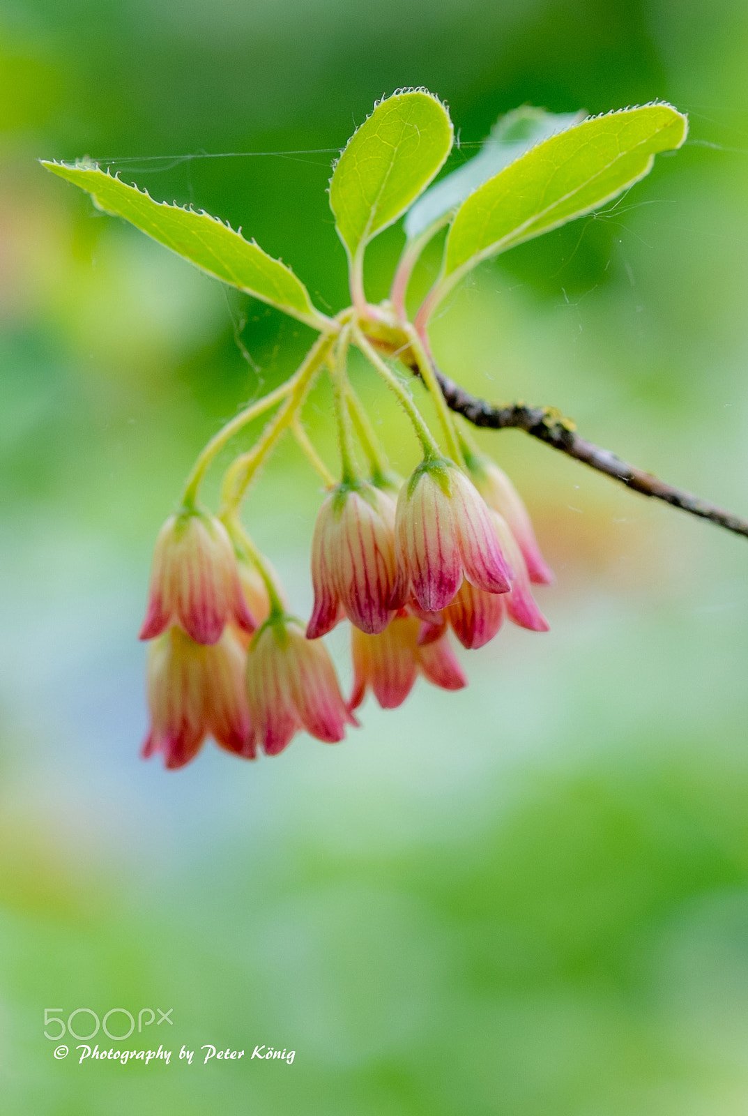 Fujifilm X-M1 + Fujifilm XF 60mm F2.4 R Macro sample photo. Flower in nature photography