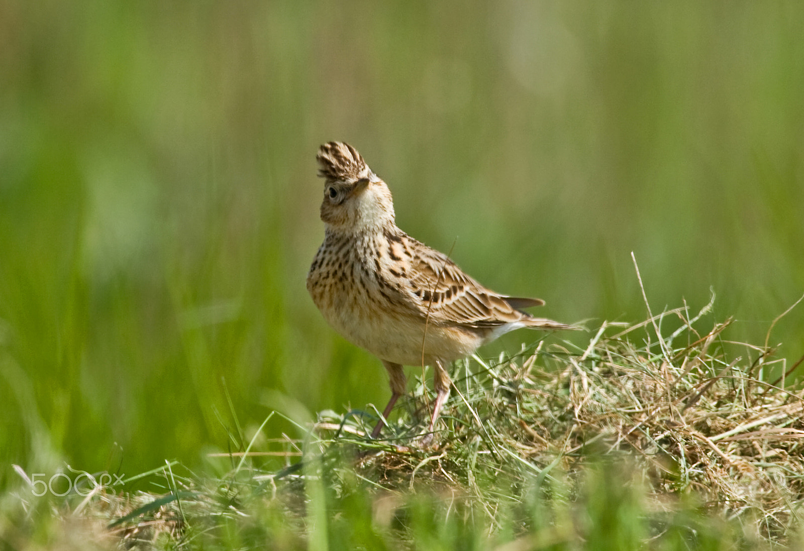 Canon EF 100-400mm F4.5-5.6L IS USM sample photo. The skylark. photography