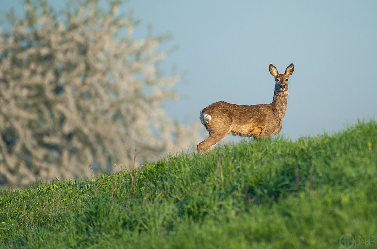Nikon AF-S Nikkor 200-500mm F5.6E ED VR sample photo. Roe-deer photography