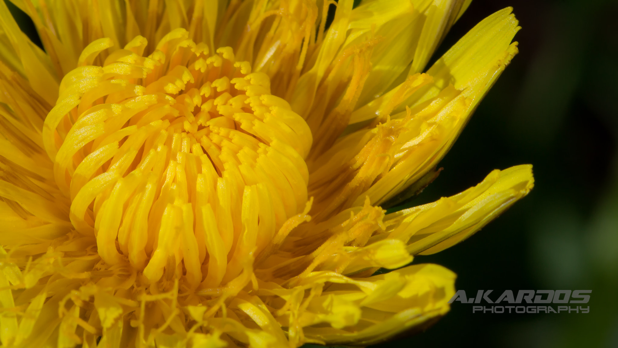 Canon EF 100mm F2.8 Macro USM sample photo. Yellow 2 - montreal botanical garden photography