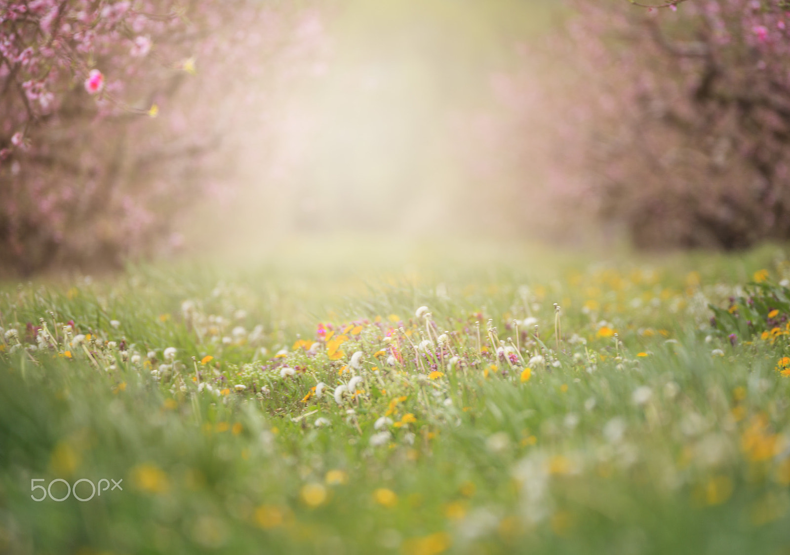 150-600mm F5-6.3 DG OS HSM | Contemporary 015 sample photo. Spring fields photography