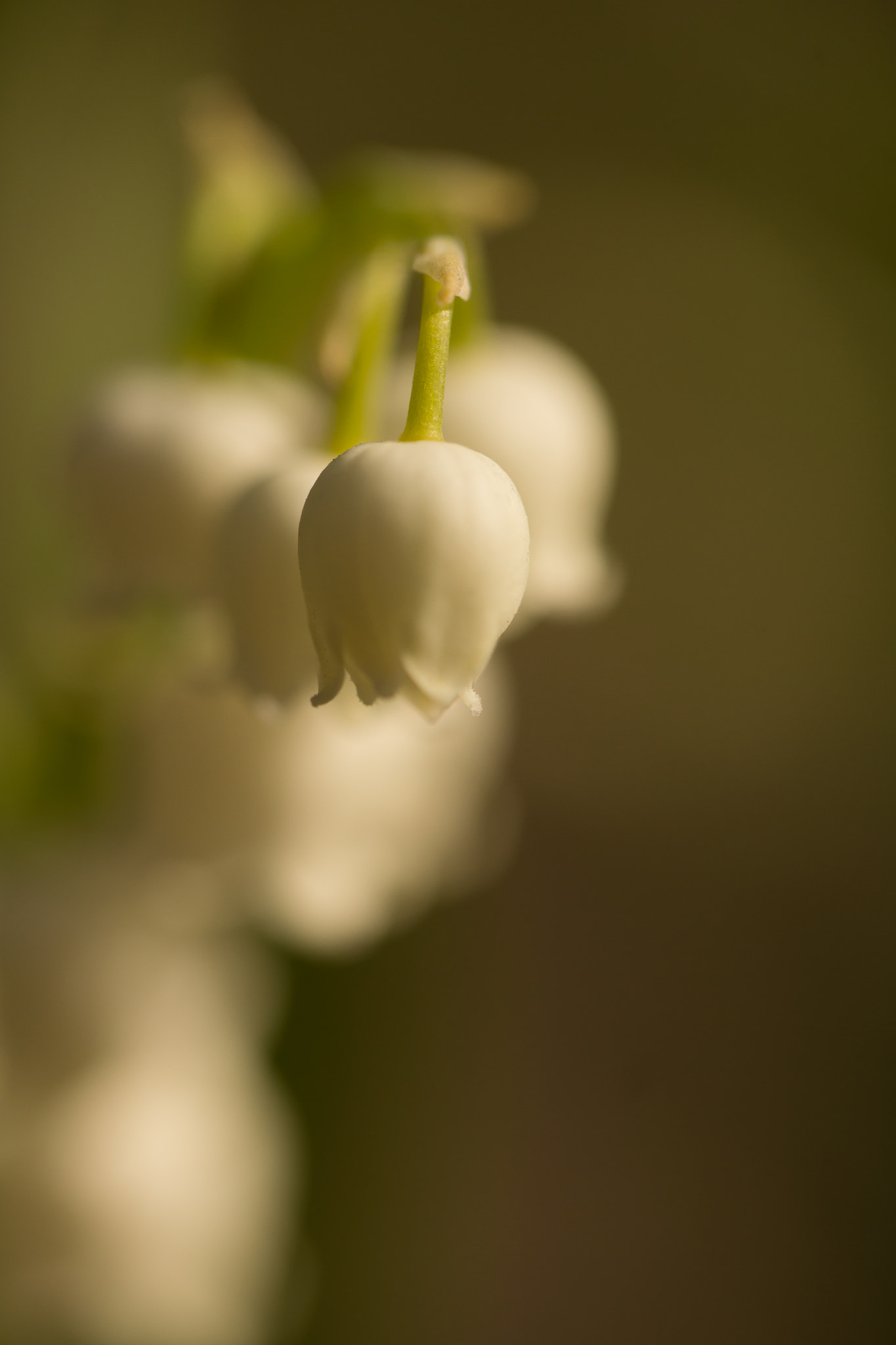 Sony SLT-A65 (SLT-A65V) sample photo. Bloem photography
